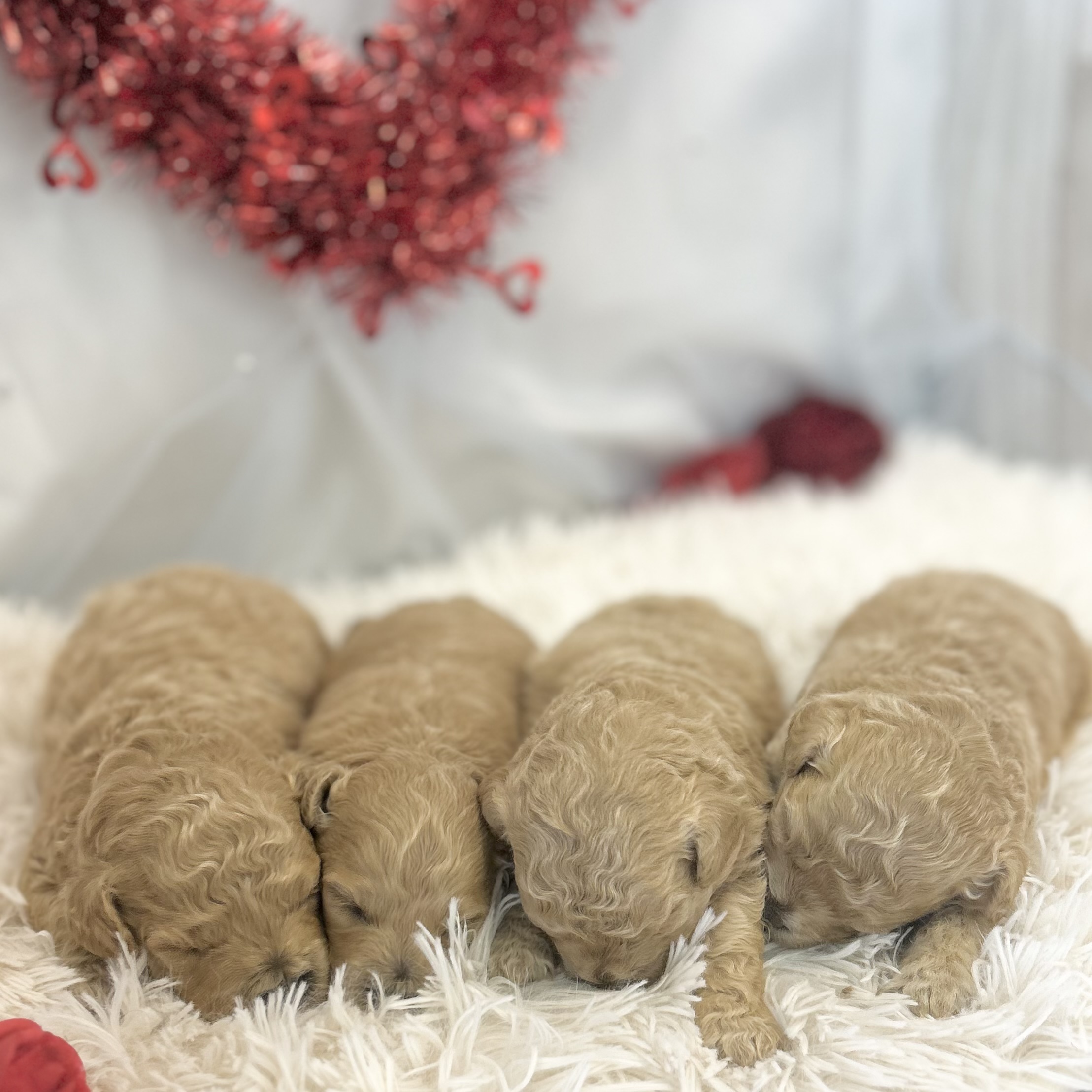 愛知県のハーフ犬・ミックス犬 (ファミリーペット豊明店/2026年1月23日生まれ/女の子/クリーム)の子猫の3枚目の画像