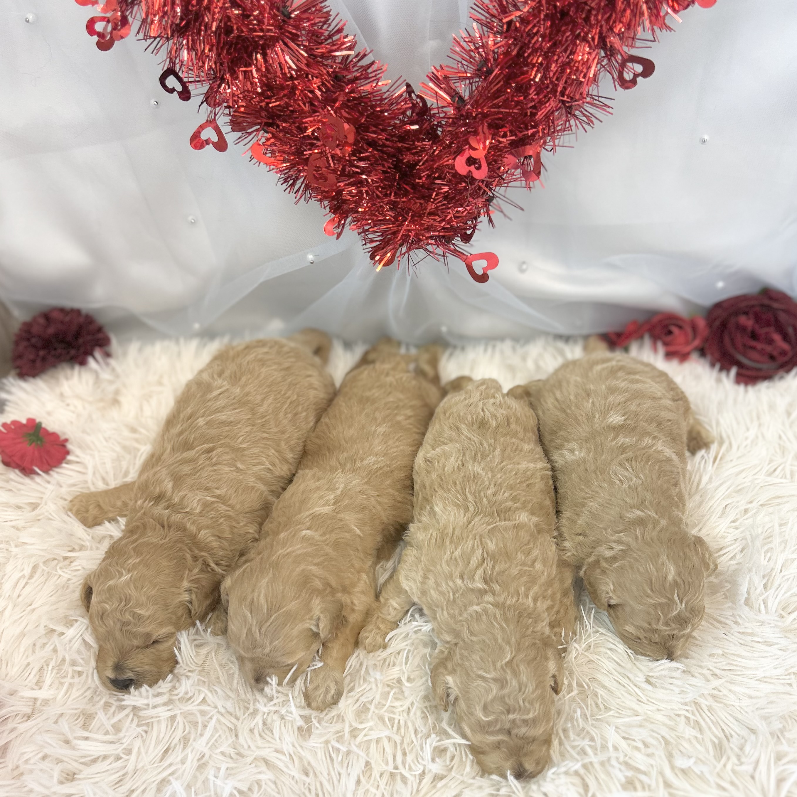 愛知県のハーフ犬・ミックス犬 (ファミリーペット豊明店/2026年1月23日生まれ/女の子/クリーム)の子猫の4枚目の画像