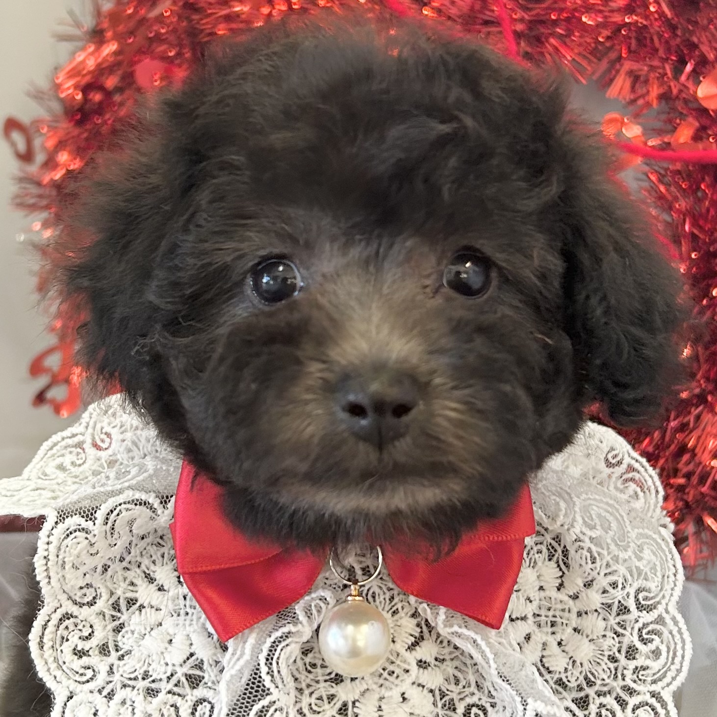 愛知県のトイプードル(トイ) (ファミリーペット豊明店/2025年12月14日生まれ/女の子/シルバー)の子猫の1枚目の画像