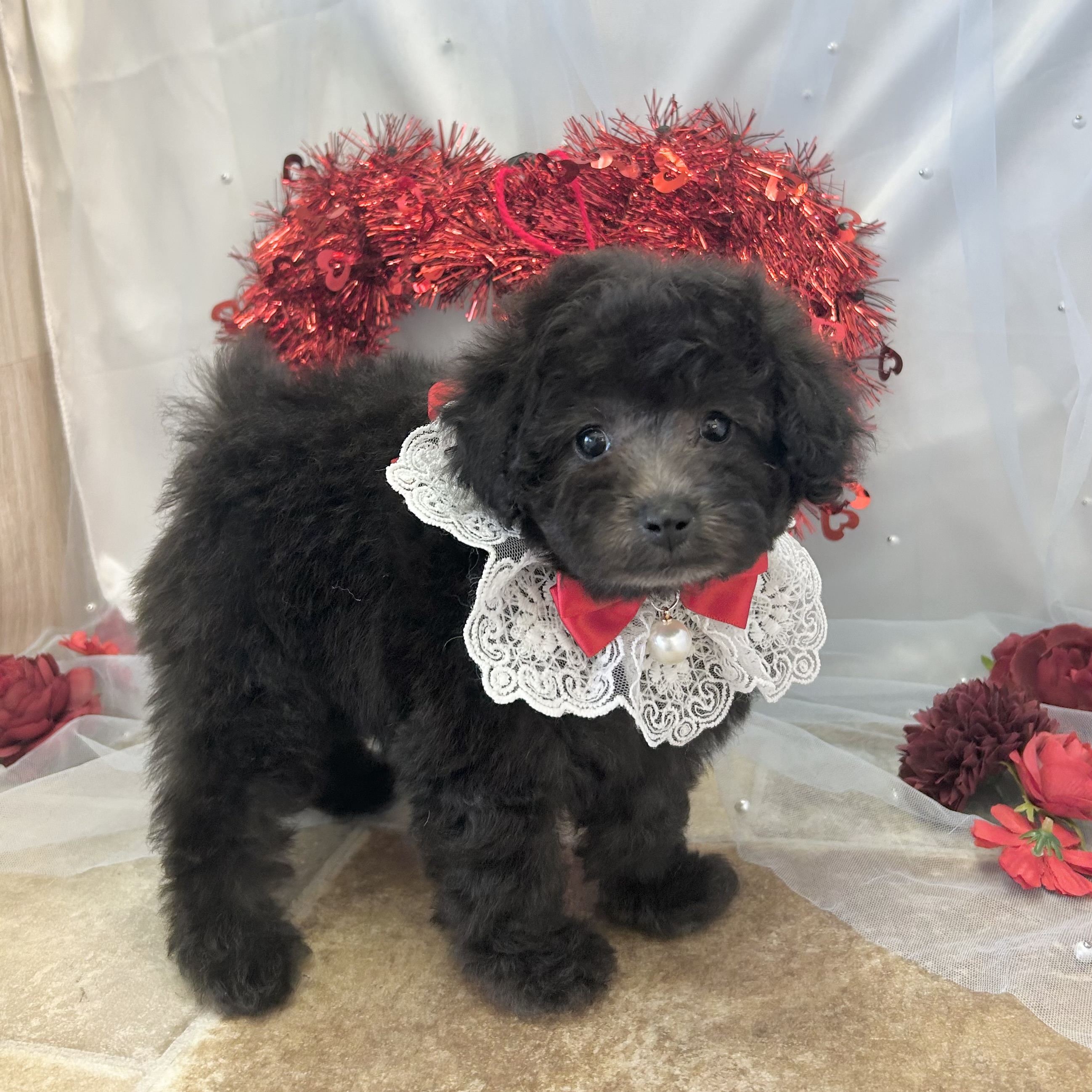 愛知県のトイプードル(トイ) (ファミリーペット豊明店/2025年12月14日生まれ/女の子/シルバー)の子猫の2枚目の画像