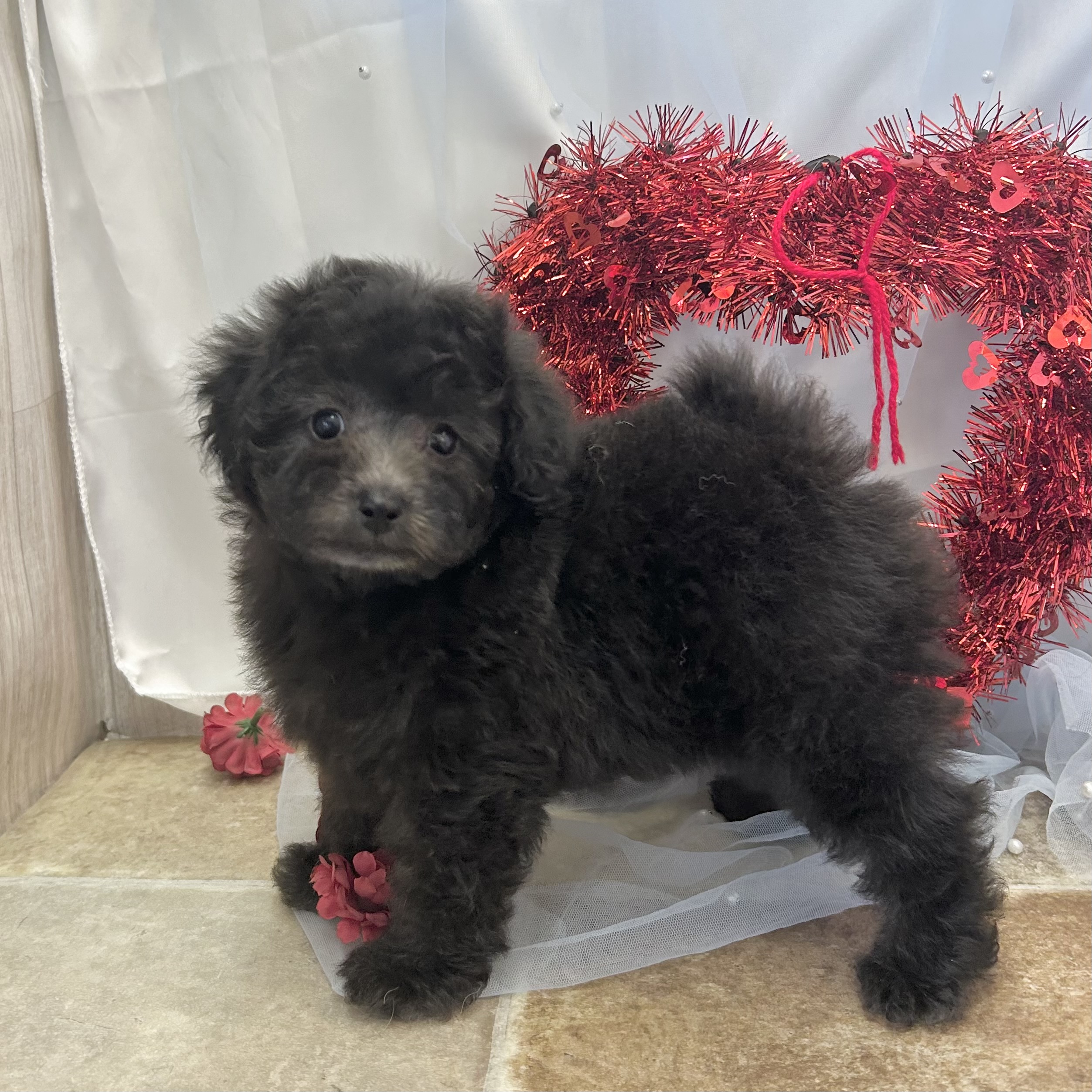 愛知県のトイプードル(トイ) (ファミリーペット豊明店/2025年12月14日生まれ/女の子/シルバー)の子猫の3枚目の画像