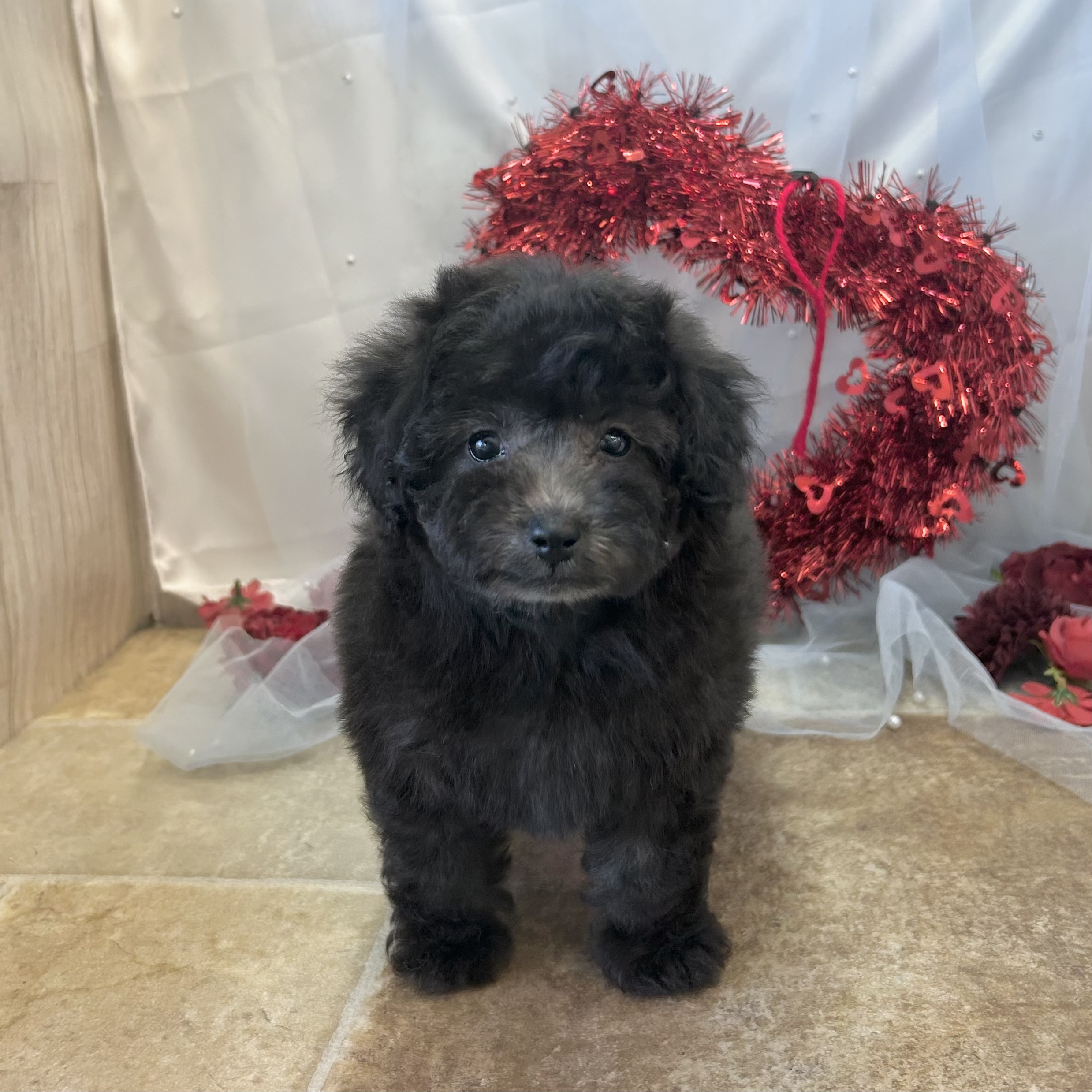 愛知県のトイプードル(トイ) (ファミリーペット豊明店/2025年12月14日生まれ/女の子/シルバー)の子猫の4枚目の画像