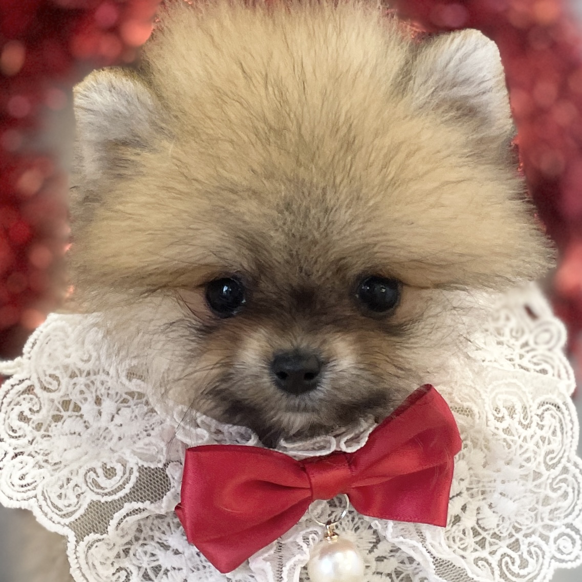 愛知県のポメラニアン (ファミリーペット豊明店/2025年12月11日生まれ/女の子/オレンジ)の子猫の1枚目の画像