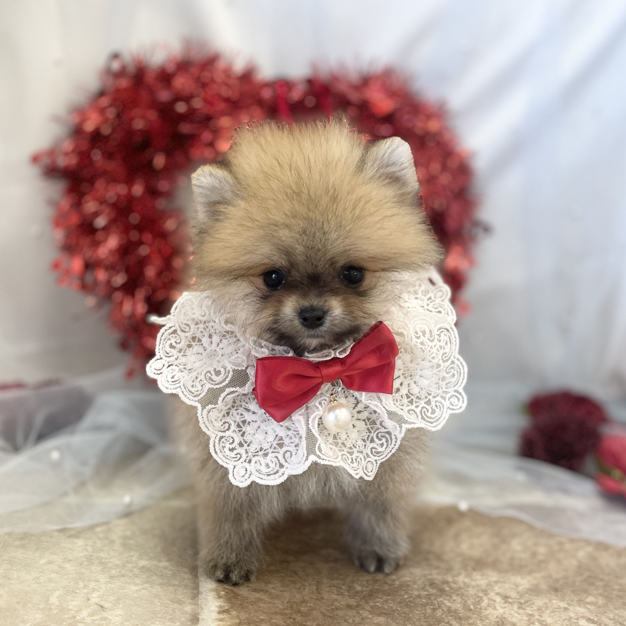 愛知県のポメラニアン (ファミリーペット豊明店/2025年12月11日生まれ/女の子/オレンジ)の子猫の2枚目の画像