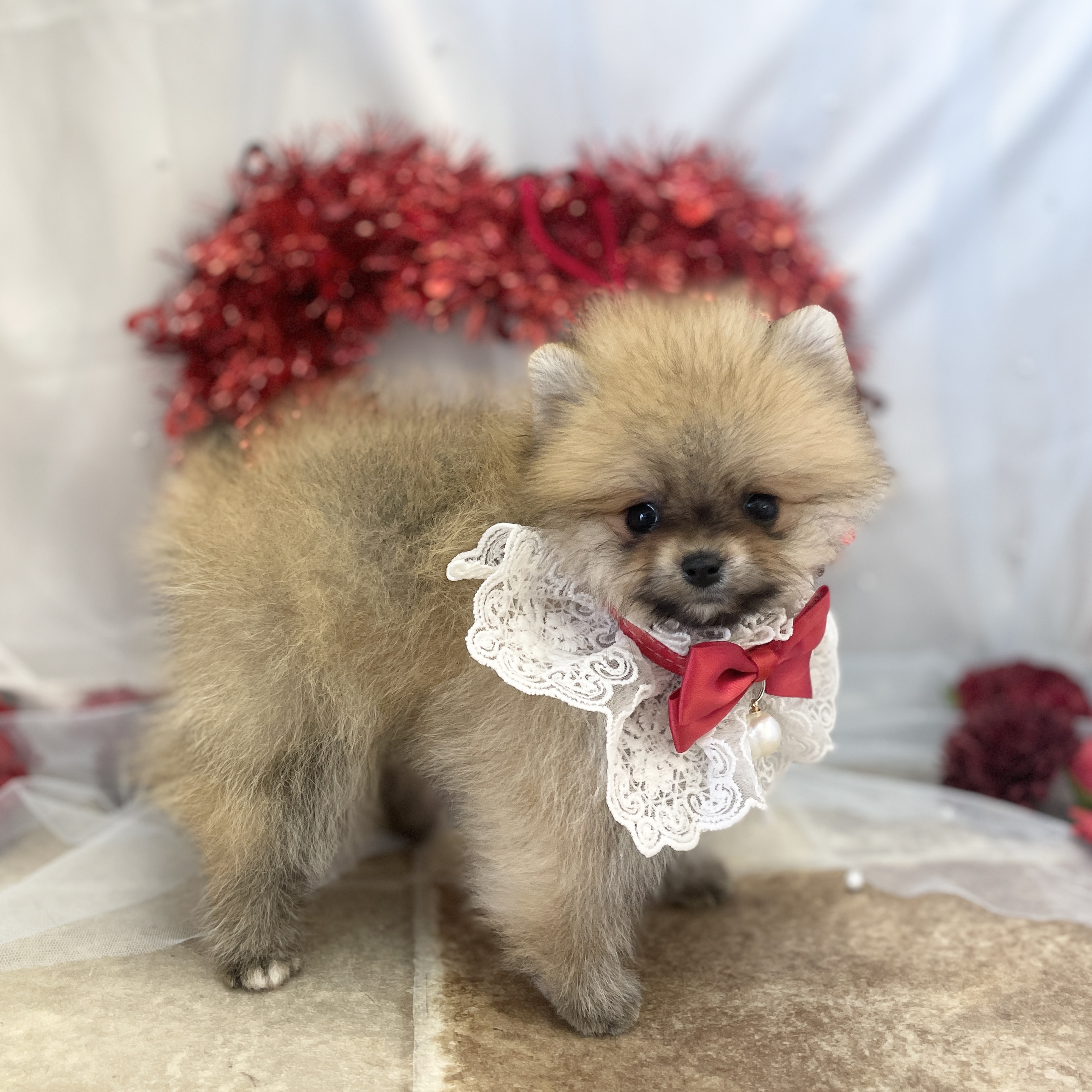 愛知県のポメラニアン (ファミリーペット豊明店/2025年12月11日生まれ/女の子/オレンジ)の子猫の3枚目の画像