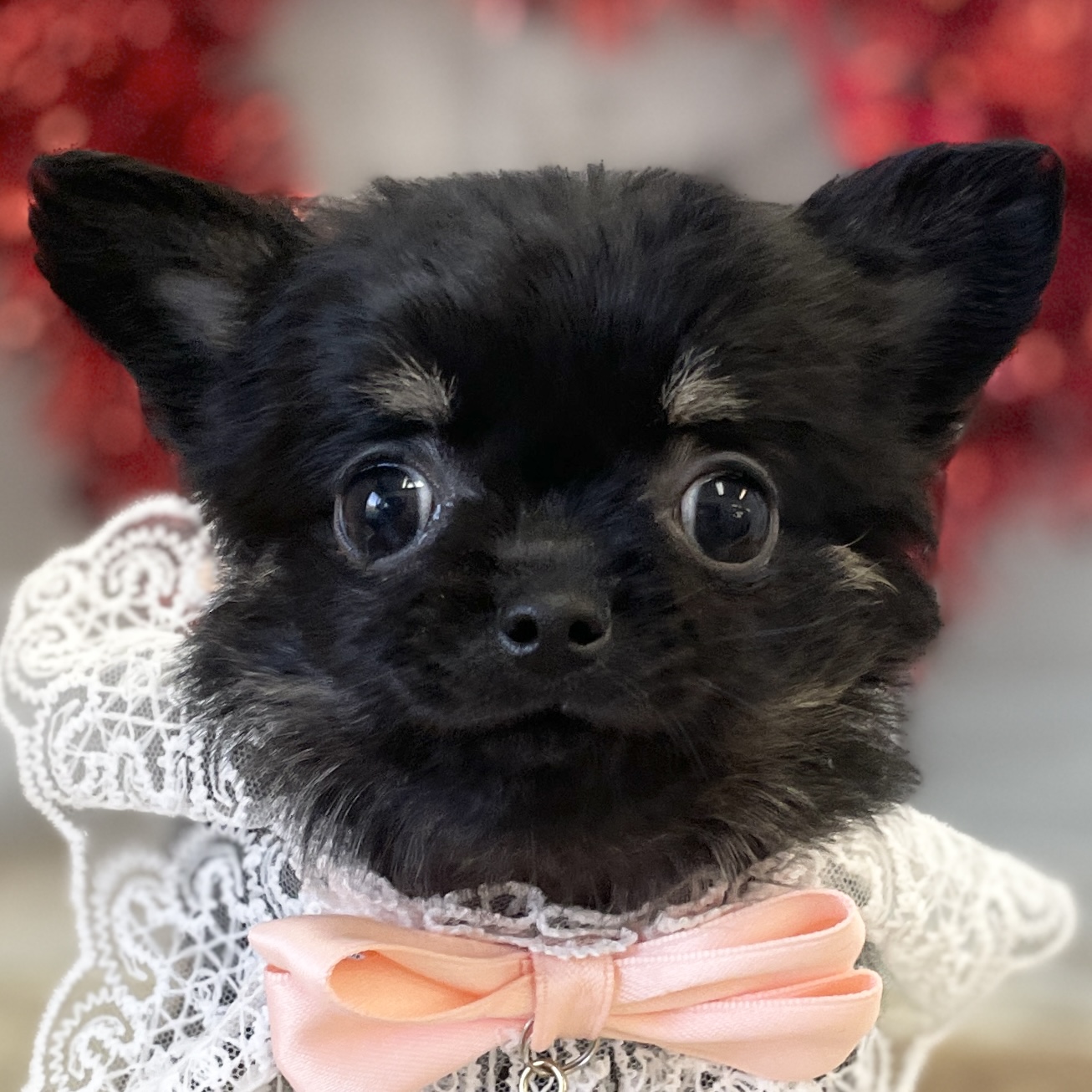 愛知県のチワワ(ロング) (ファミリーペット豊明店/2025年12月13日生まれ/女の子/ブラックタン)の子猫の1枚目の画像