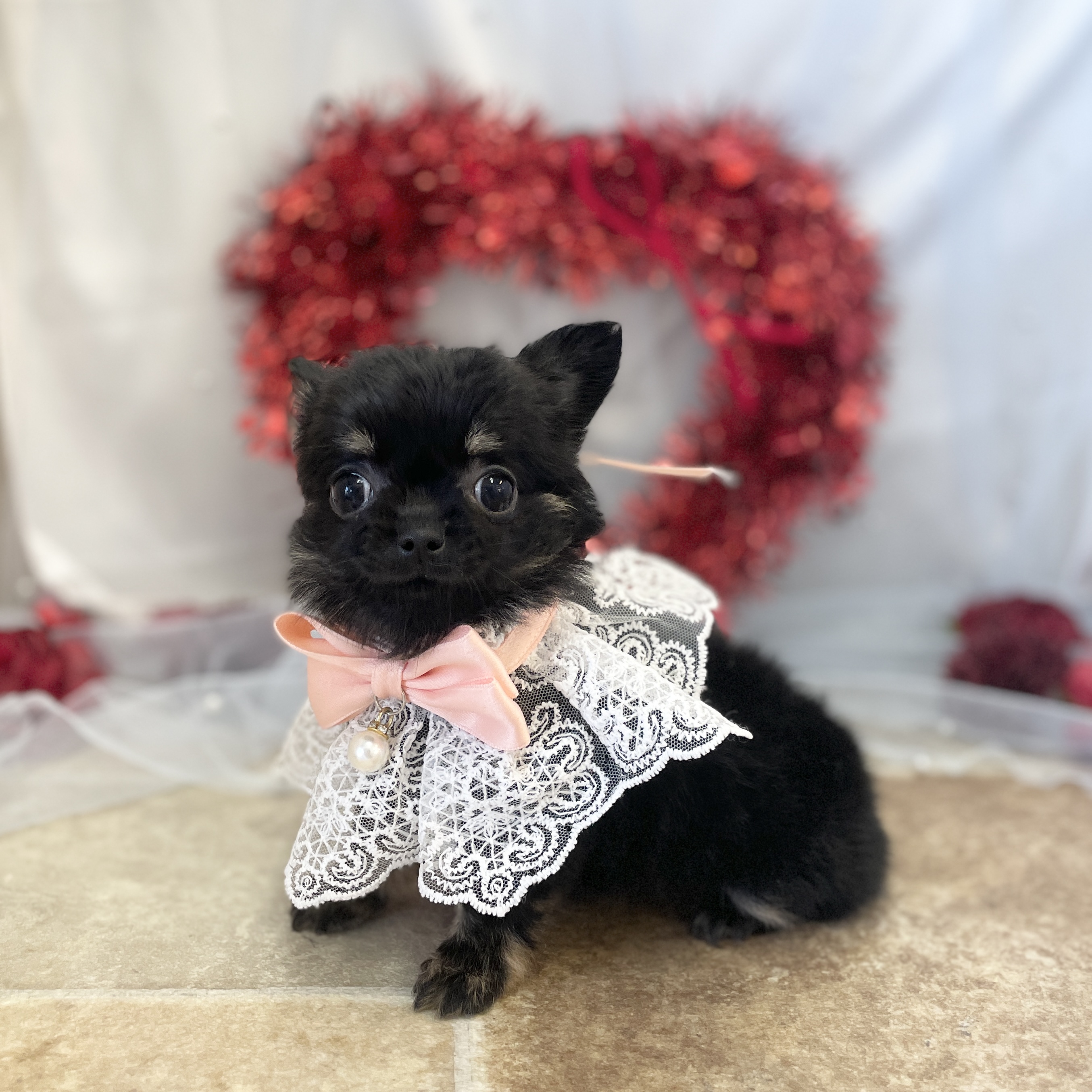 愛知県のチワワ(ロング) (ファミリーペット豊明店/2025年12月13日生まれ/女の子/ブラックタン)の子猫の3枚目の画像