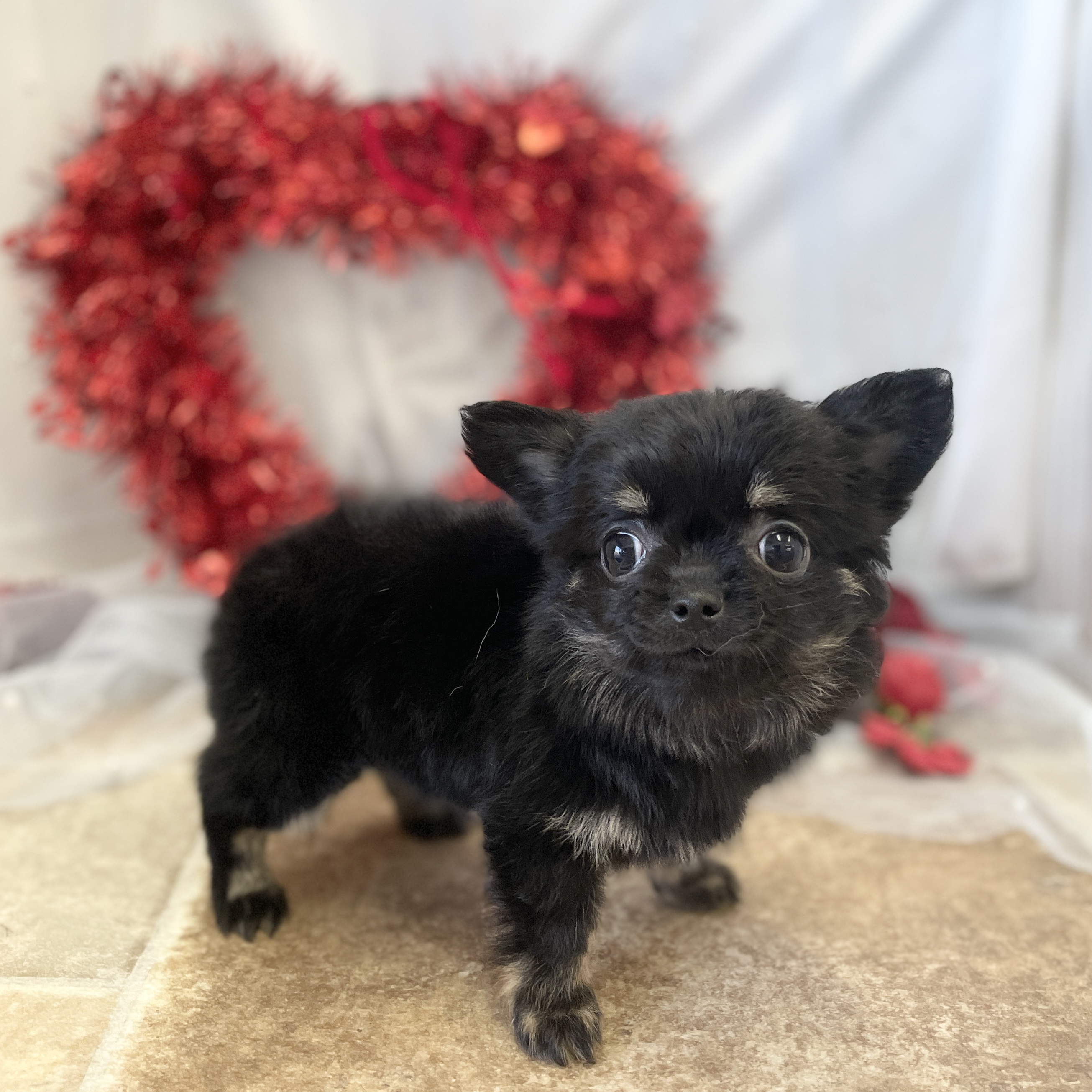愛知県のチワワ(ロング) (ファミリーペット豊明店/2025年12月13日生まれ/女の子/ブラックタン)の子猫の4枚目の画像