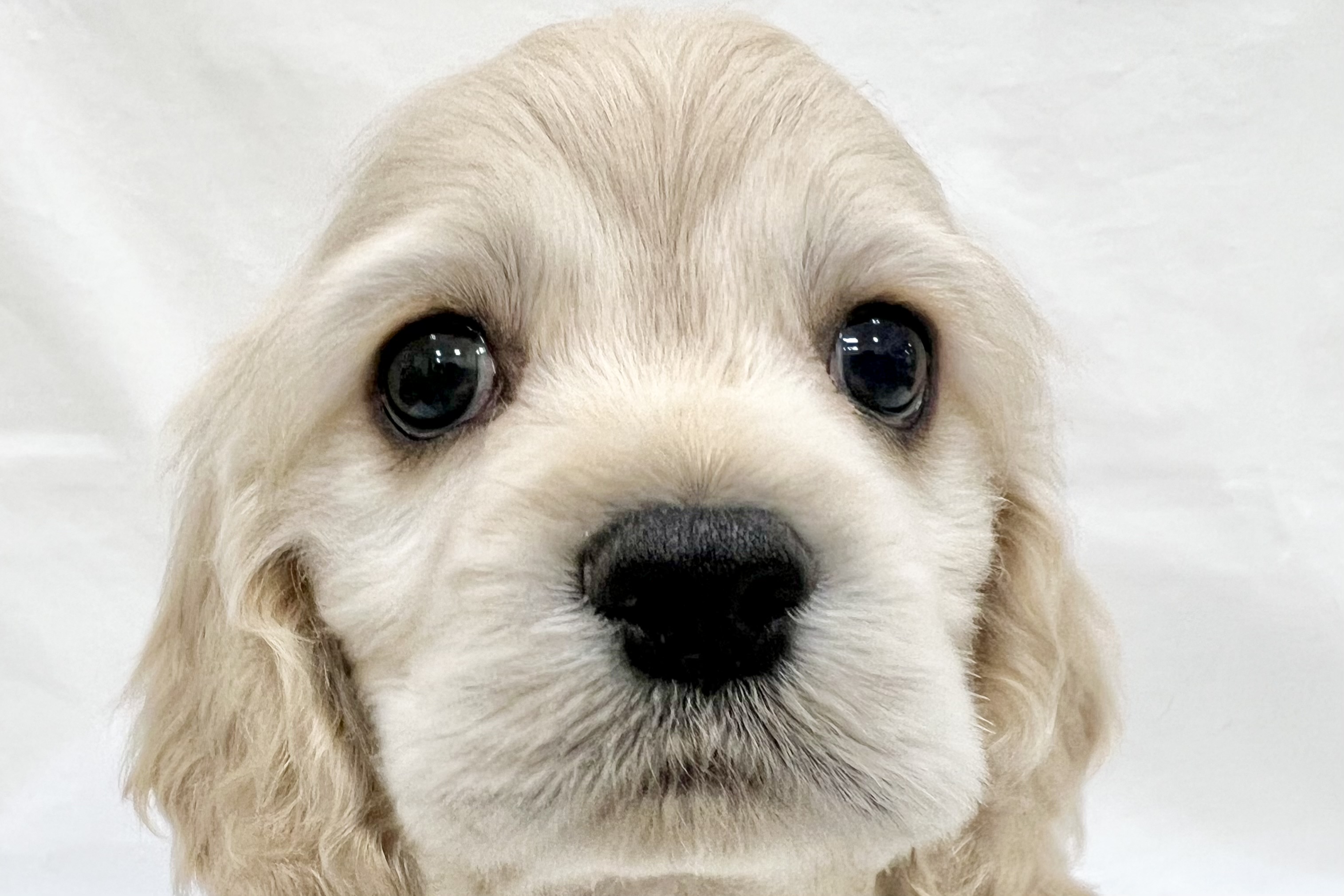 愛知県のアメリカンコッカースパニエル (リソラ大府店/2025年12月17日生まれ/男の子/バフ)の子猫の1枚目の画像