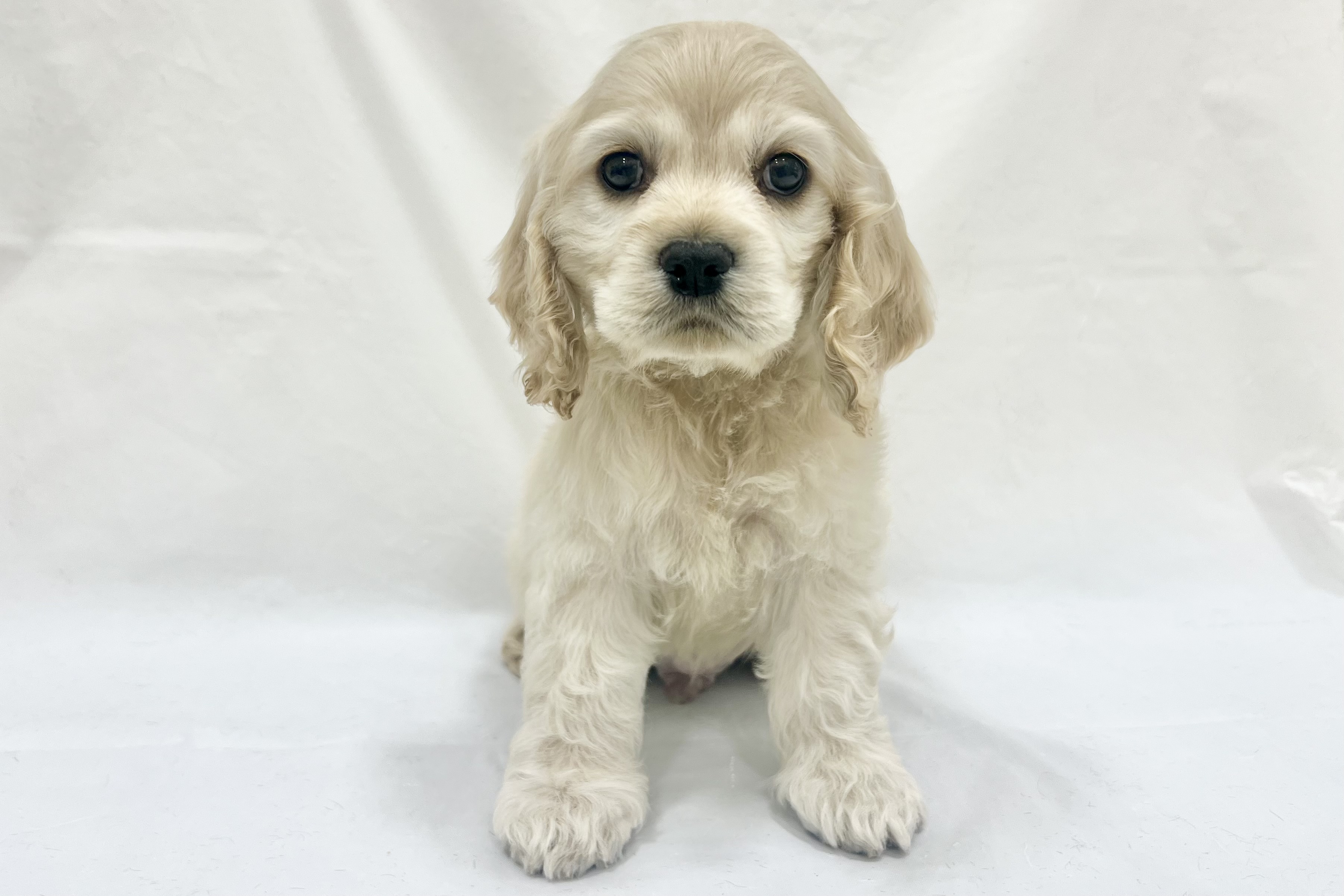 愛知県のアメリカンコッカースパニエル (リソラ大府店/2025年12月17日生まれ/男の子/バフ)の子猫の2枚目の画像