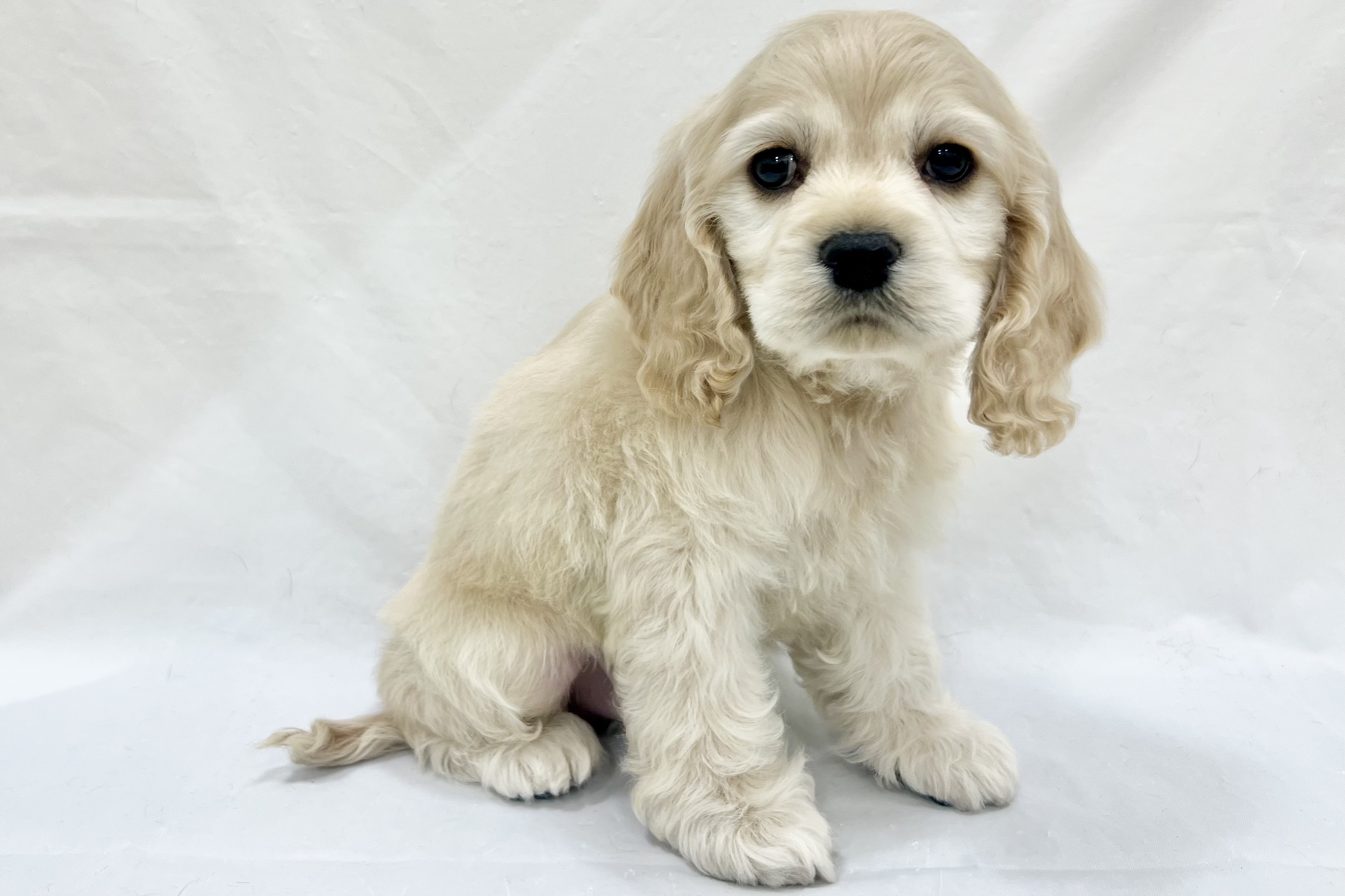 愛知県のアメリカンコッカースパニエル (リソラ大府店/2025年12月17日生まれ/男の子/バフ)の子猫の3枚目の画像