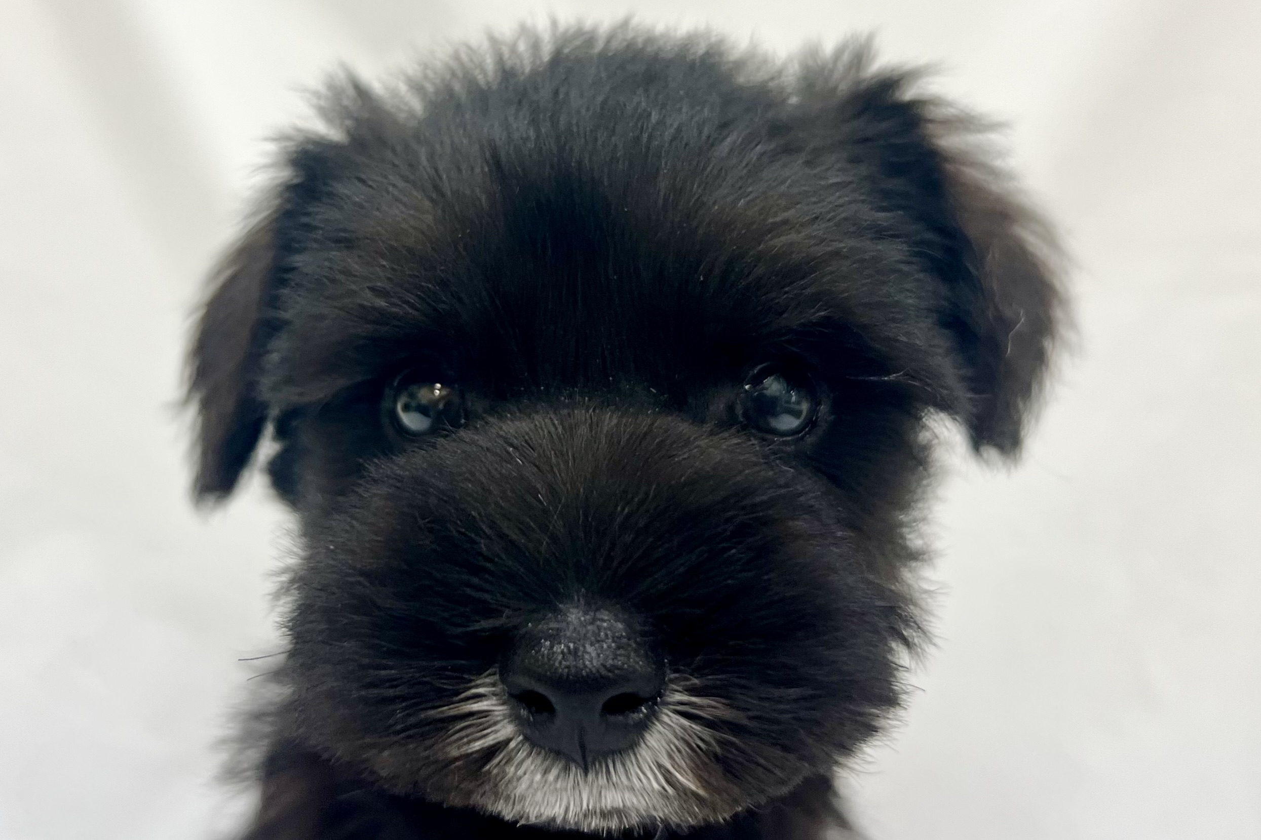 愛知県のミニチュアシュナウザー (リソラ大府店/2025年12月17日生まれ/男の子/ブラックシルバー)の子猫の1枚目の画像