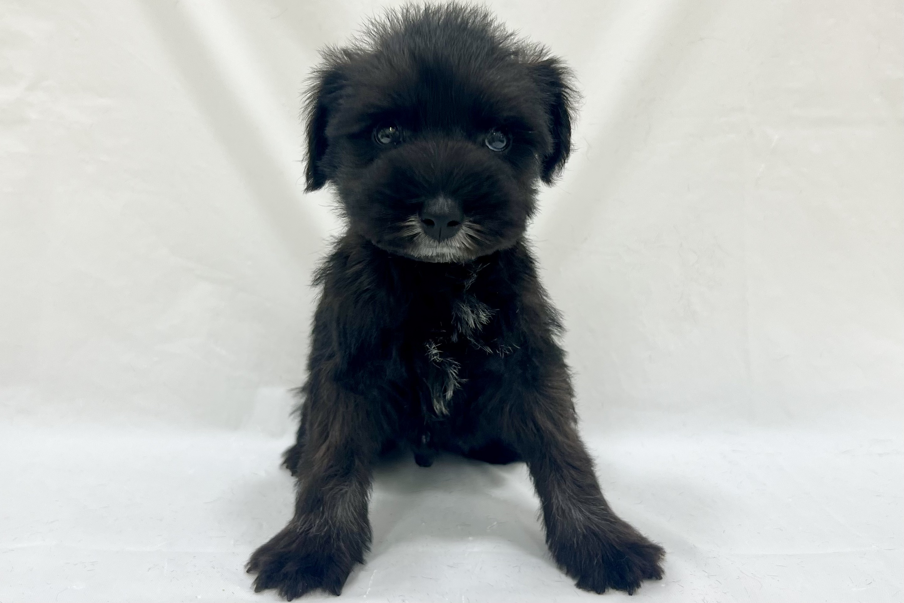 愛知県のミニチュアシュナウザー (リソラ大府店/2025年12月17日生まれ/男の子/ブラックシルバー)の子猫の2枚目の画像