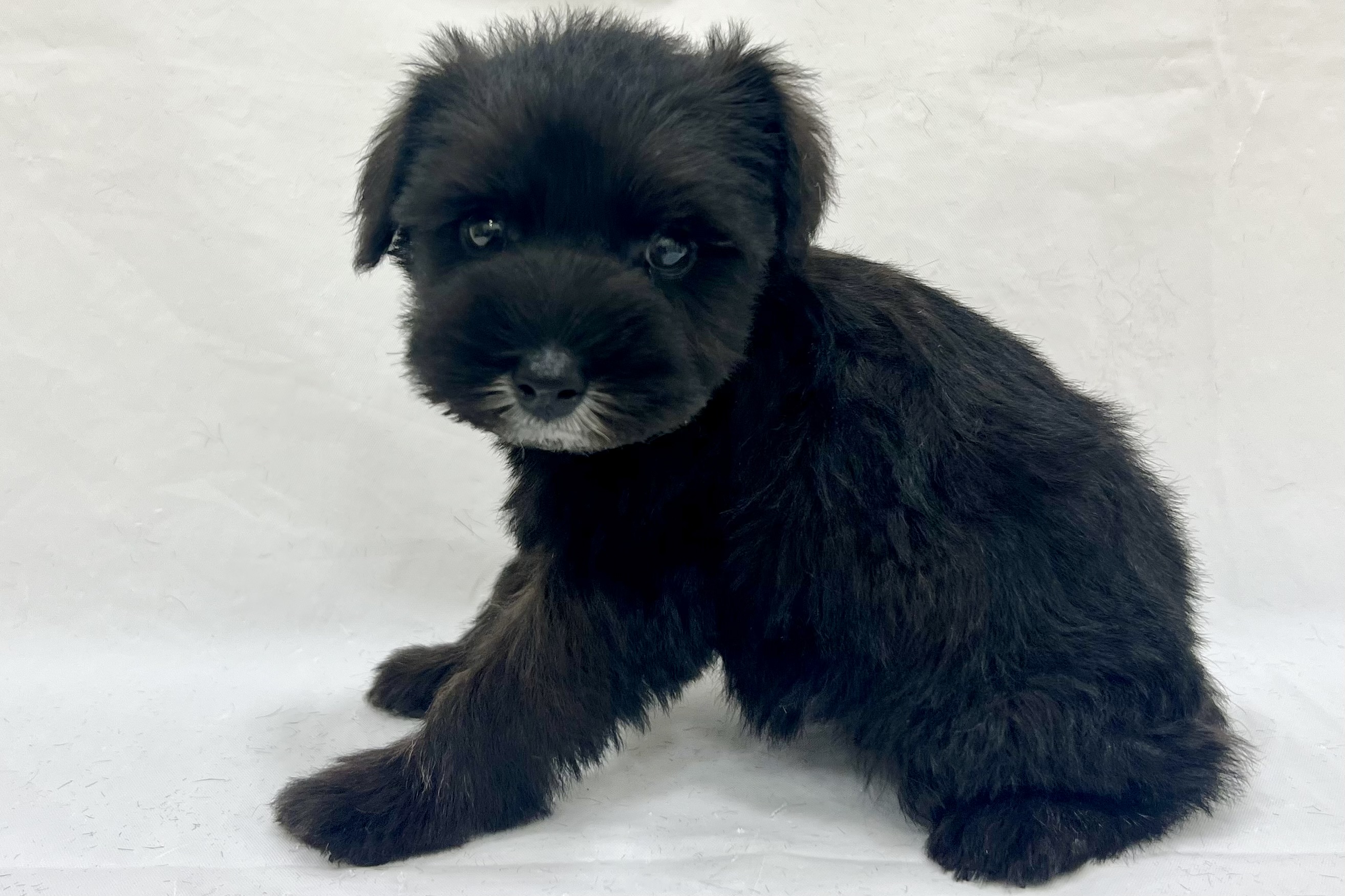 愛知県のミニチュアシュナウザー (リソラ大府店/2025年12月17日生まれ/男の子/ブラックシルバー)の子猫の4枚目の画像