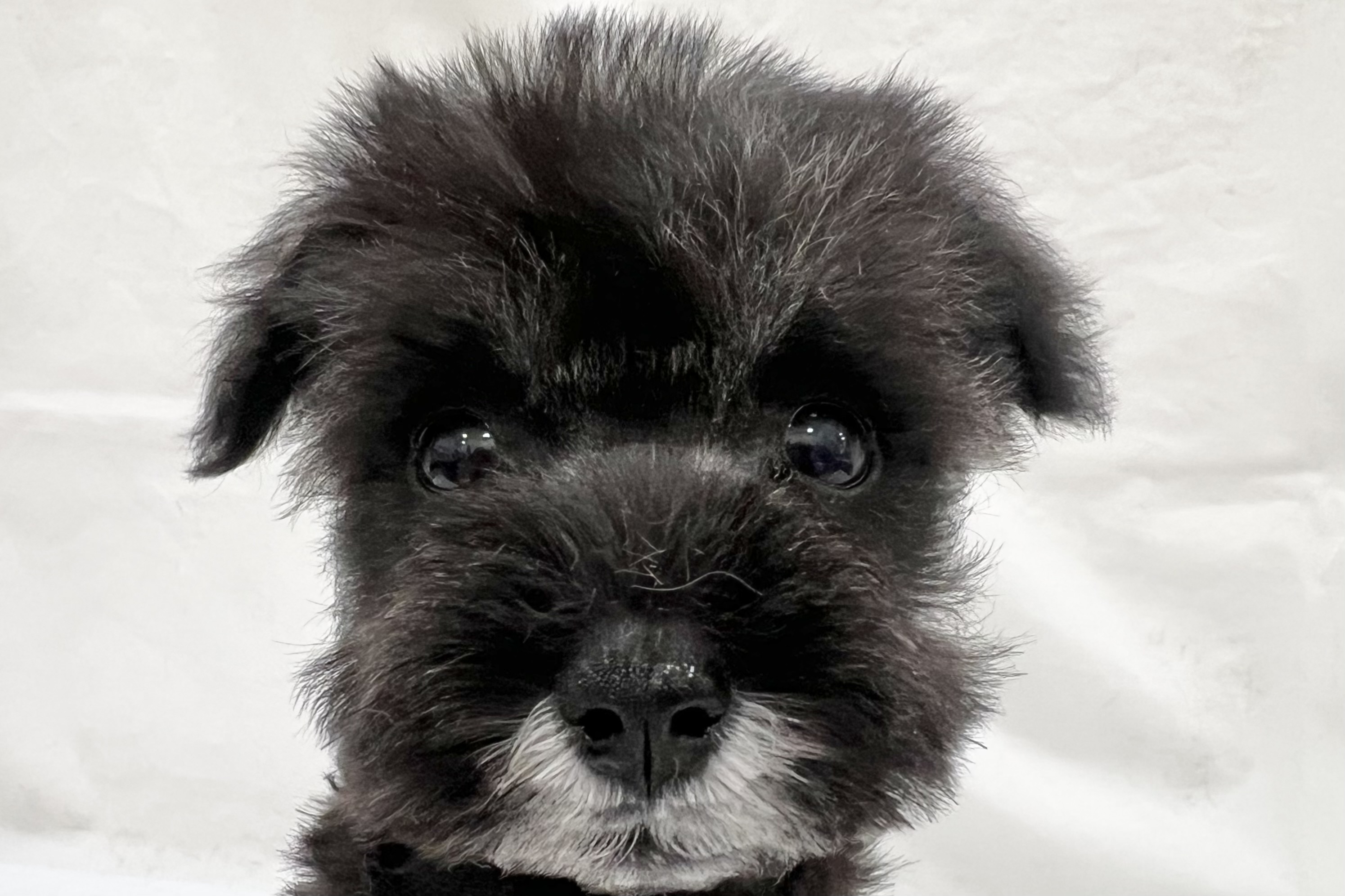 愛知県のミニチュアシュナウザー (リソラ大府店/2025年12月17日生まれ/男の子/ソルトペッパー)の子猫の1枚目の画像