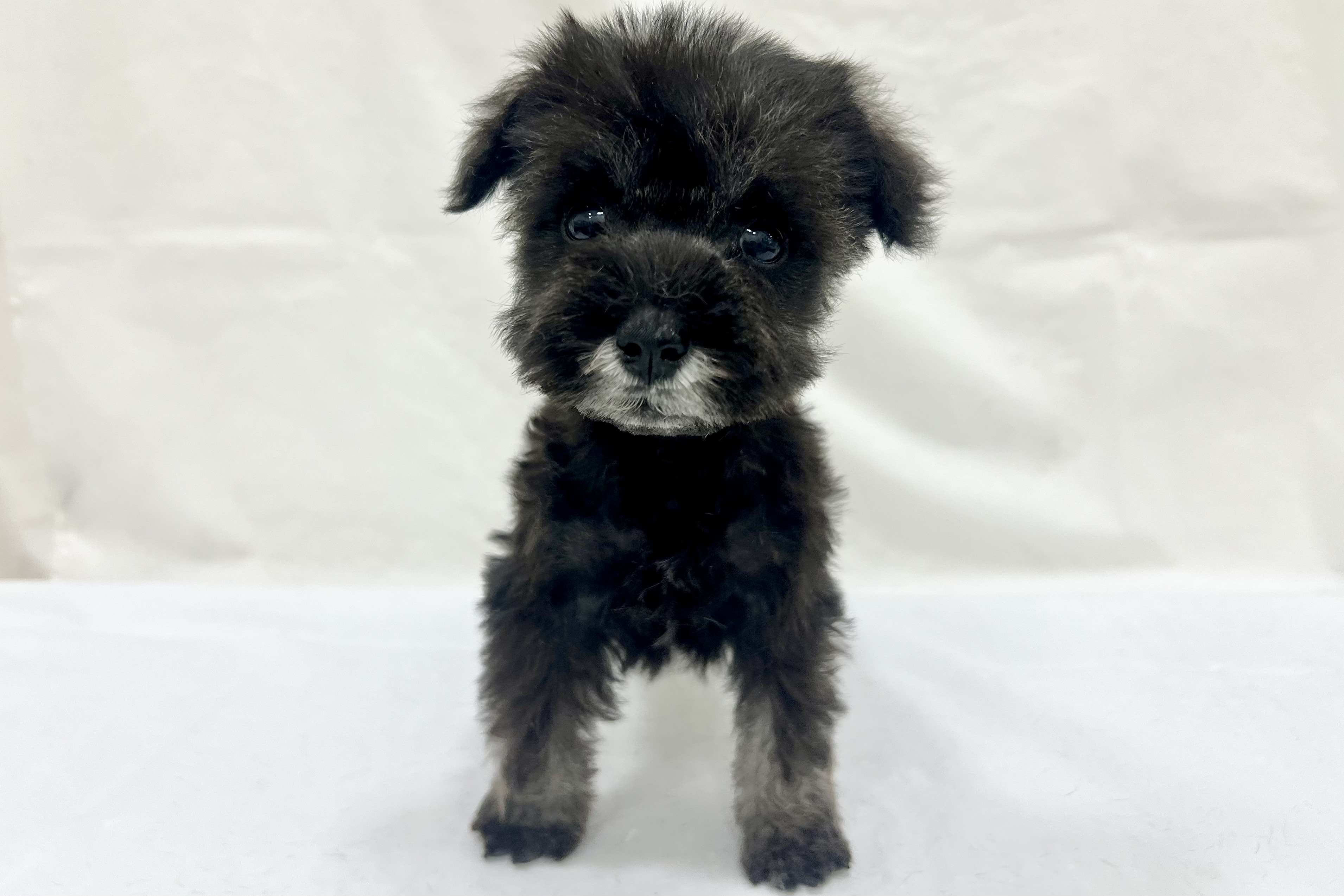 愛知県のミニチュアシュナウザー (リソラ大府店/2025年12月17日生まれ/男の子/ソルトペッパー)の子猫の2枚目の画像