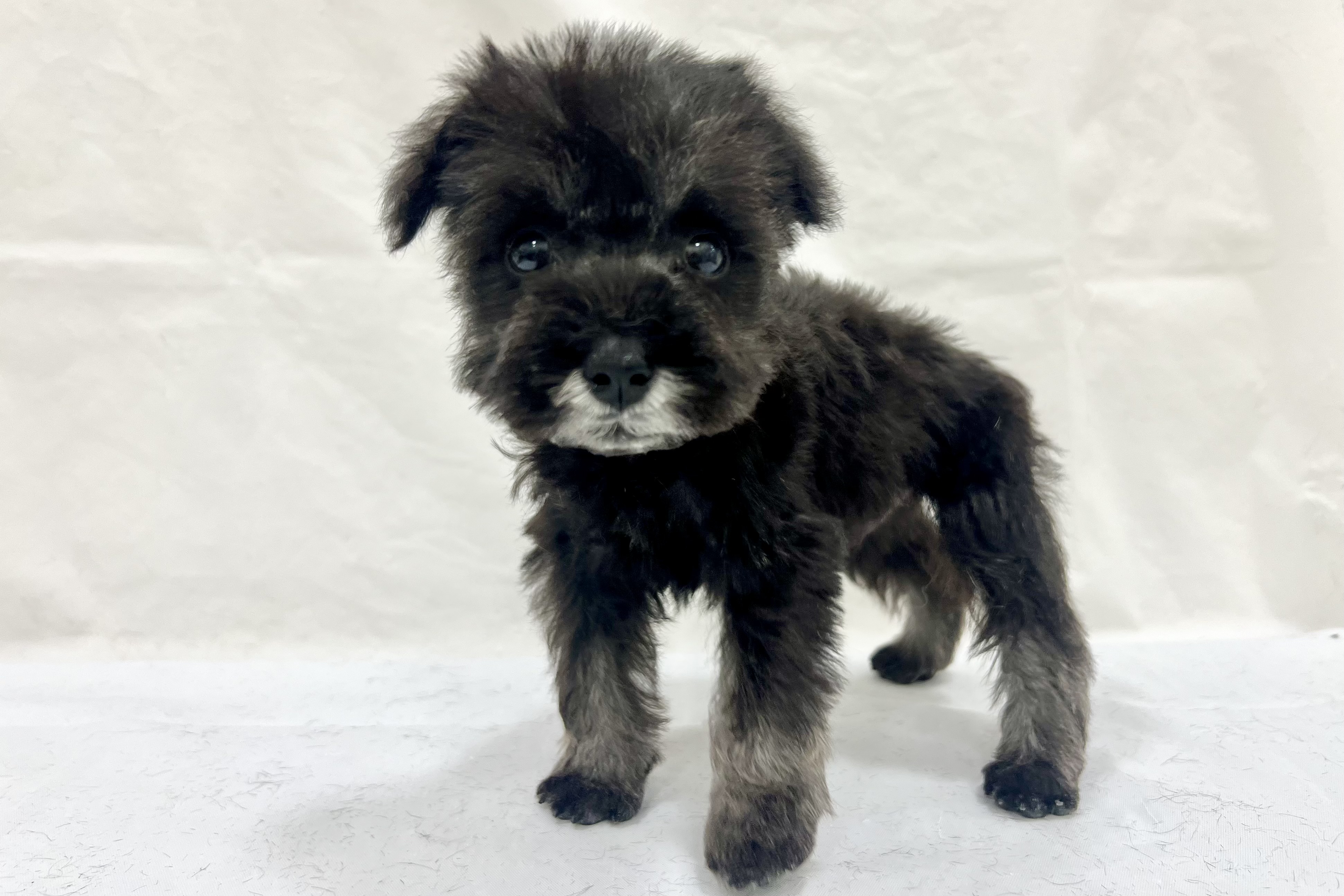 愛知県のミニチュアシュナウザー (リソラ大府店/2025年12月17日生まれ/男の子/ソルトペッパー)の子猫の4枚目の画像