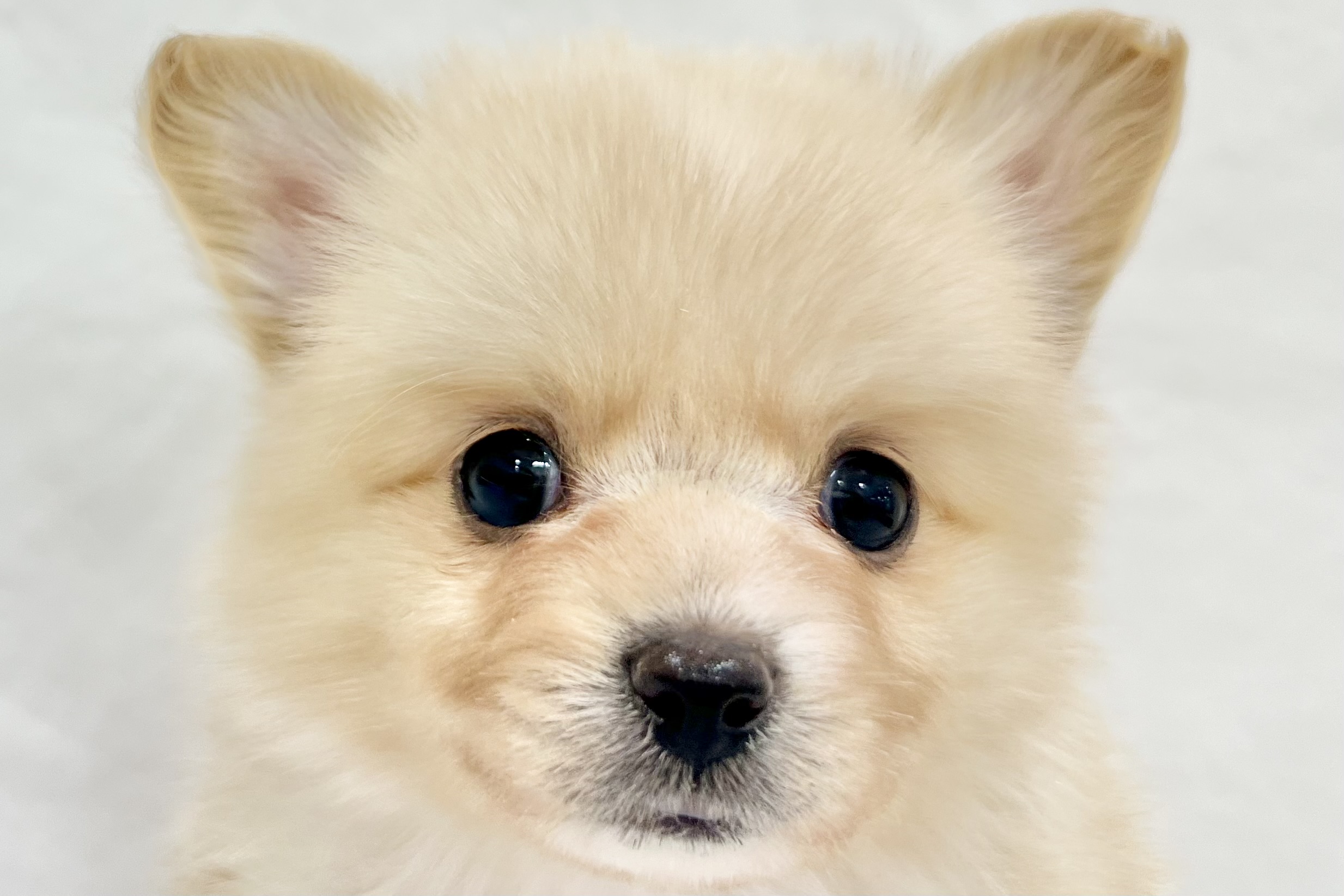 愛知県のその他 (リソラ大府店/2025年12月17日生まれ/男の子/-)の子猫の1枚目の画像