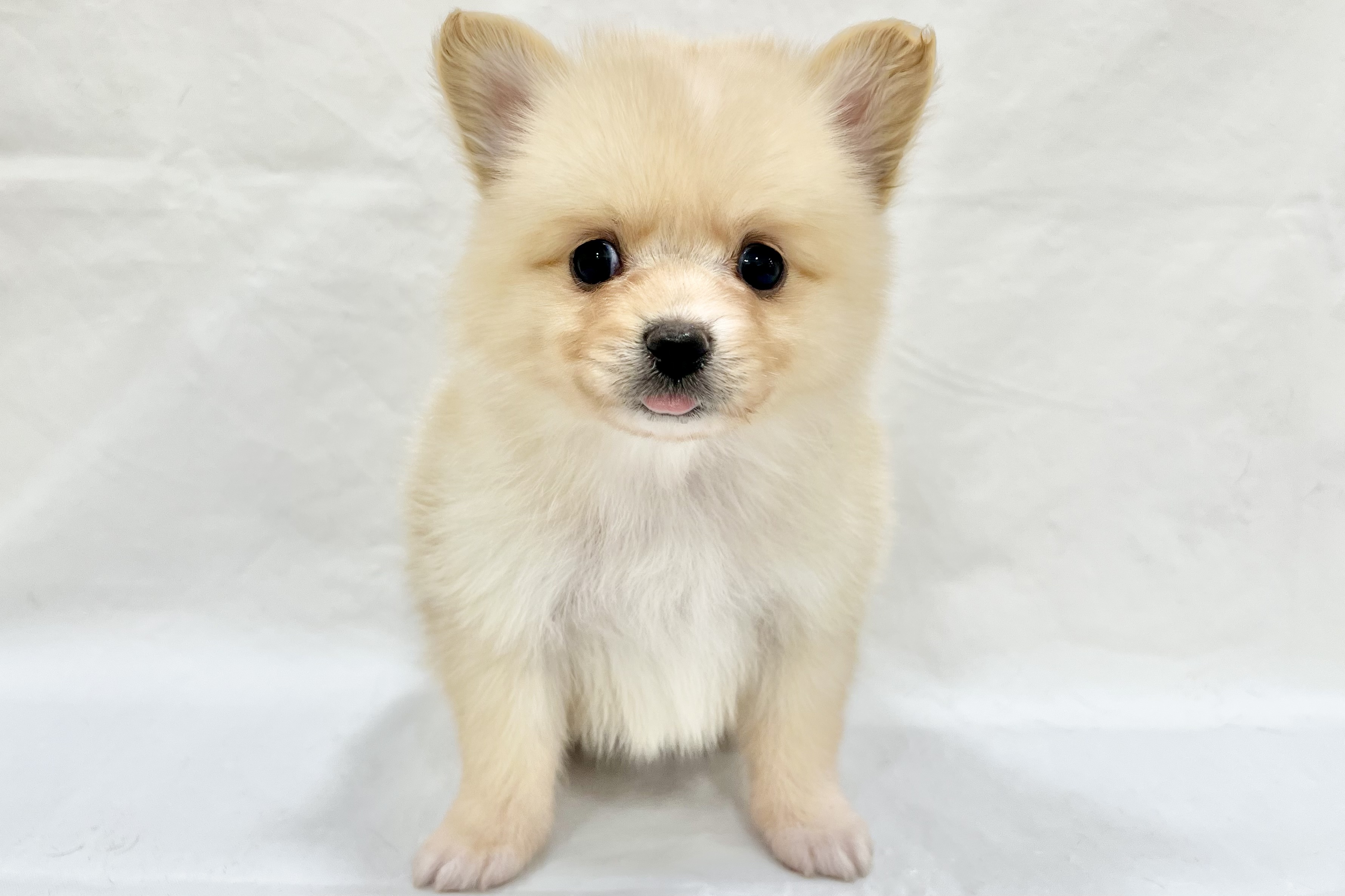 愛知県のその他 (リソラ大府店/2025年12月17日生まれ/男の子/-)の子猫の2枚目の画像