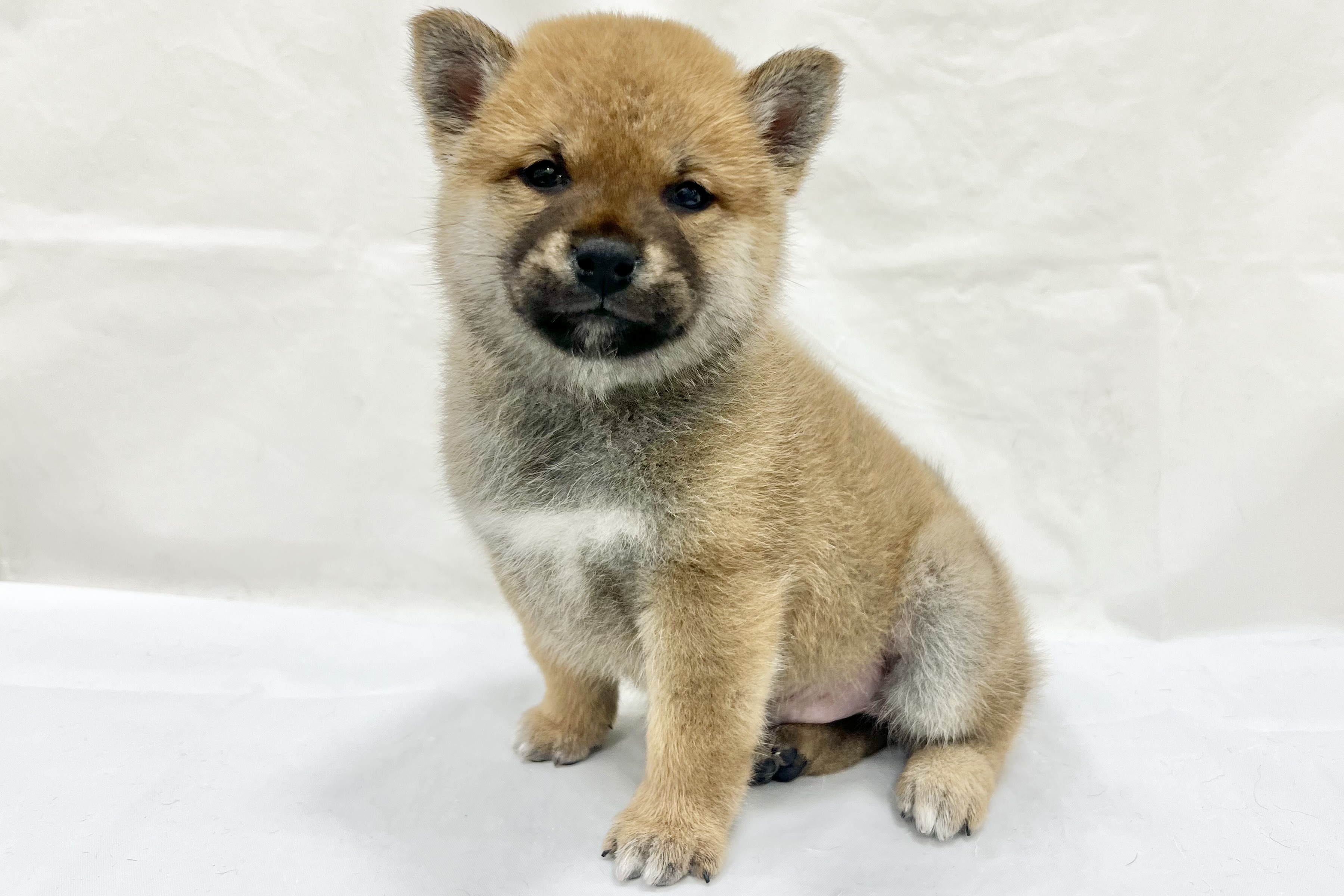 愛知県の柴犬(標準サイズ) (リソラ大府店/2025年12月16日生まれ/男の子/﻿赤)の子猫の3枚目の画像