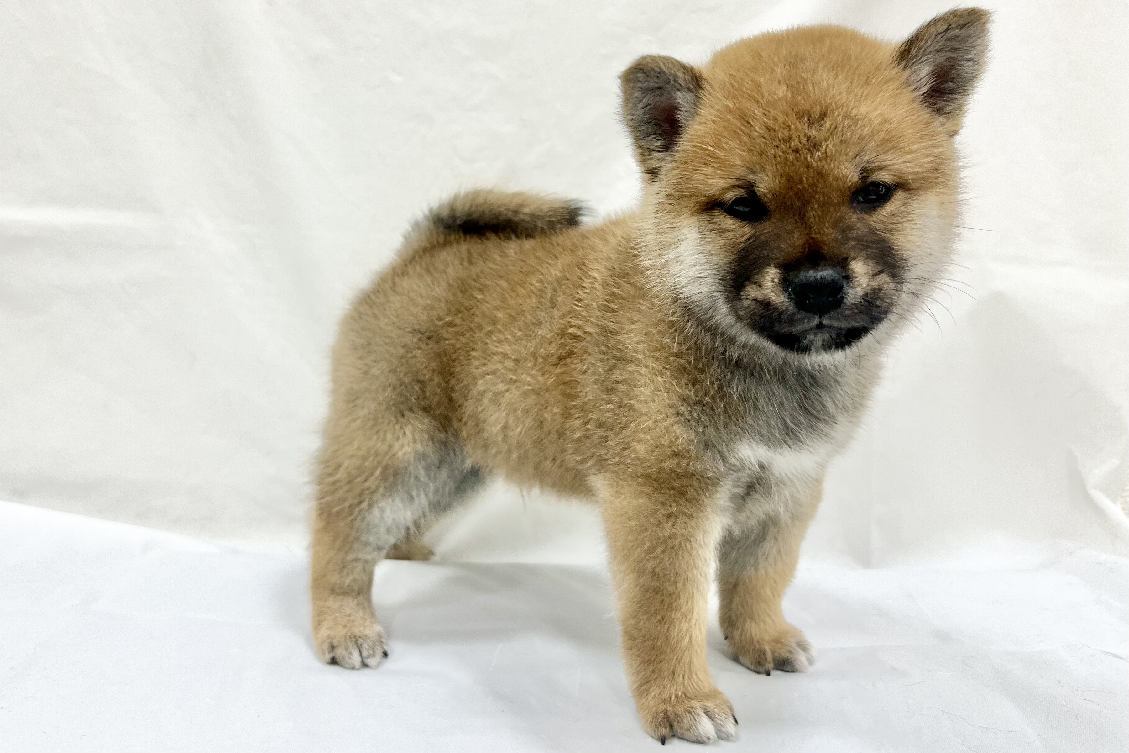 愛知県の柴犬(標準サイズ) (リソラ大府店/2025年12月16日生まれ/男の子/﻿赤)の子猫の4枚目の画像