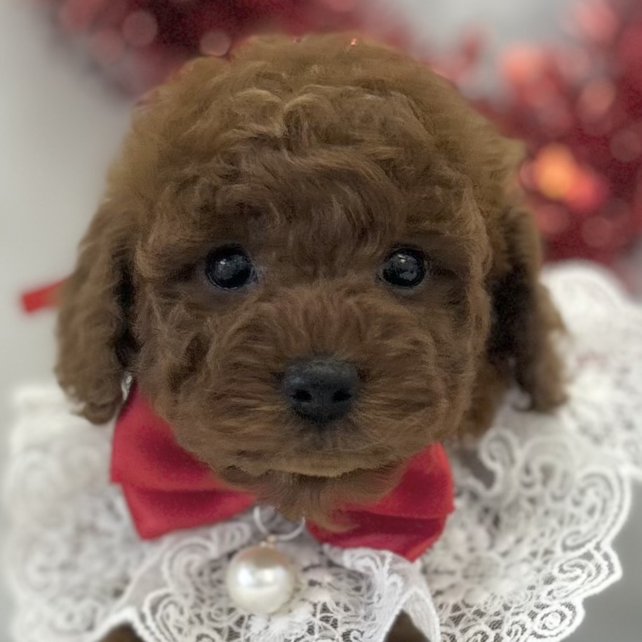 愛知県のトイプードル(トイ) (ファミリーペット豊明店/2026年1月7日生まれ/女の子/レッド)の子猫の1枚目の画像