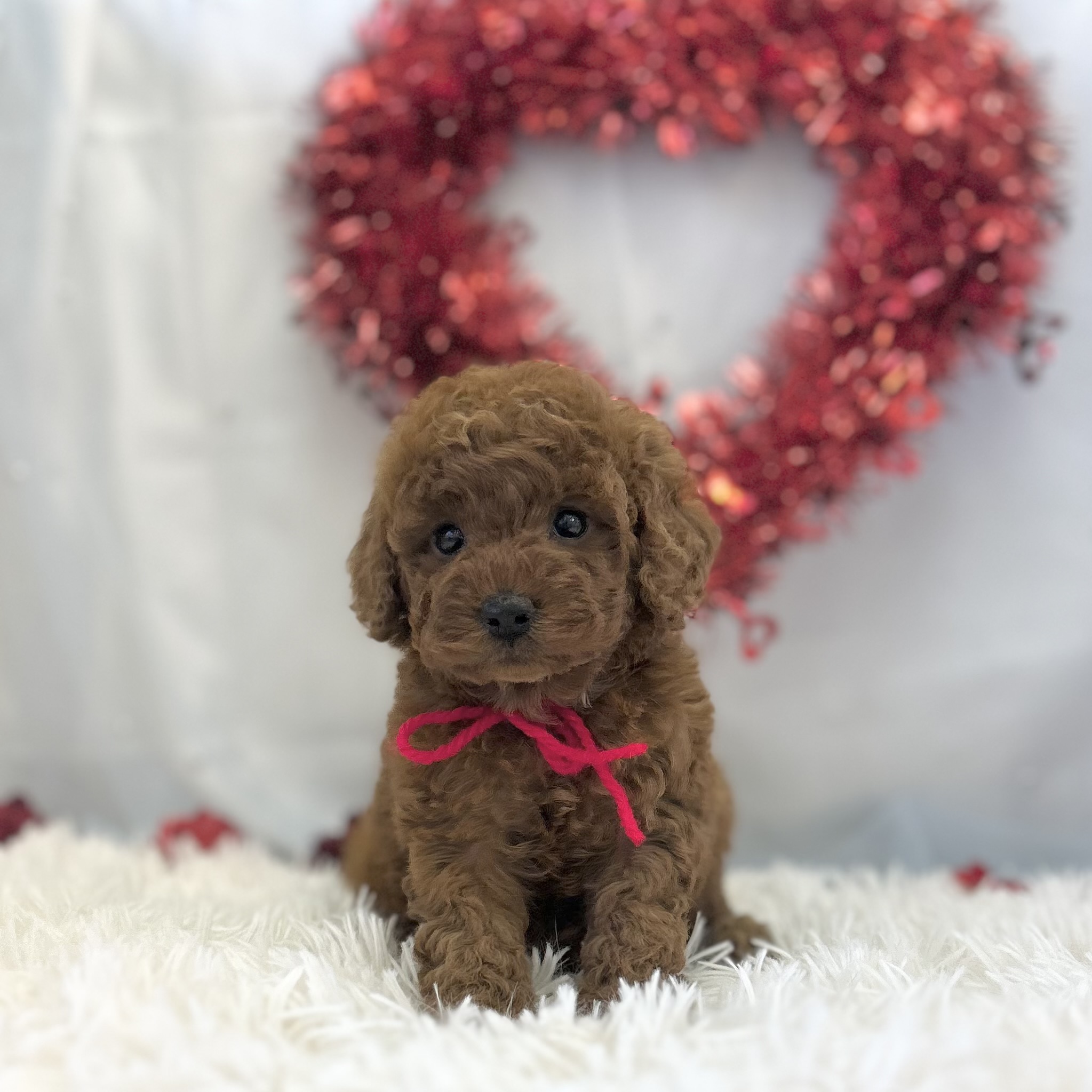 愛知県のトイプードル(トイ) (ファミリーペット豊明店/2026年1月7日生まれ/女の子/レッド)の子猫の3枚目の画像