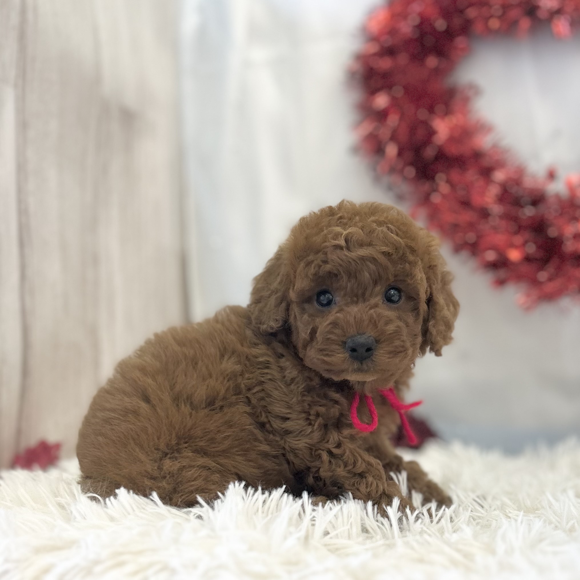 愛知県のトイプードル(トイ) (ファミリーペット豊明店/2026年1月7日生まれ/女の子/レッド)の子猫の4枚目の画像