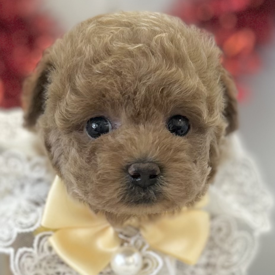 2026年1月7日生まれのトイプードル(トイ)