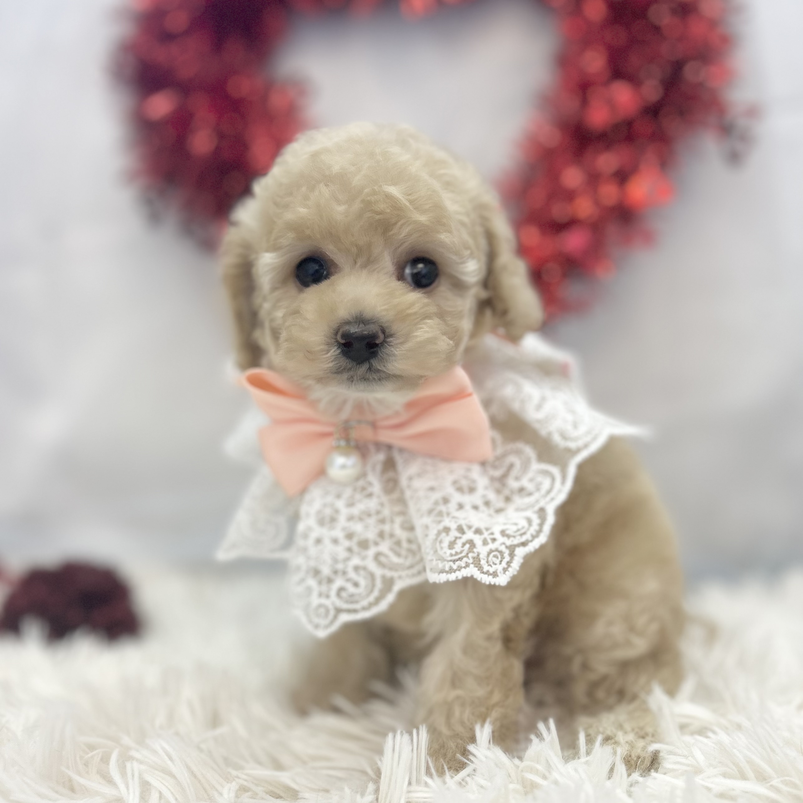 愛知県のトイプードル(トイ) (ファミリーペット豊明店/2026年1月7日生まれ/女の子/クリーム)の子猫の2枚目の画像