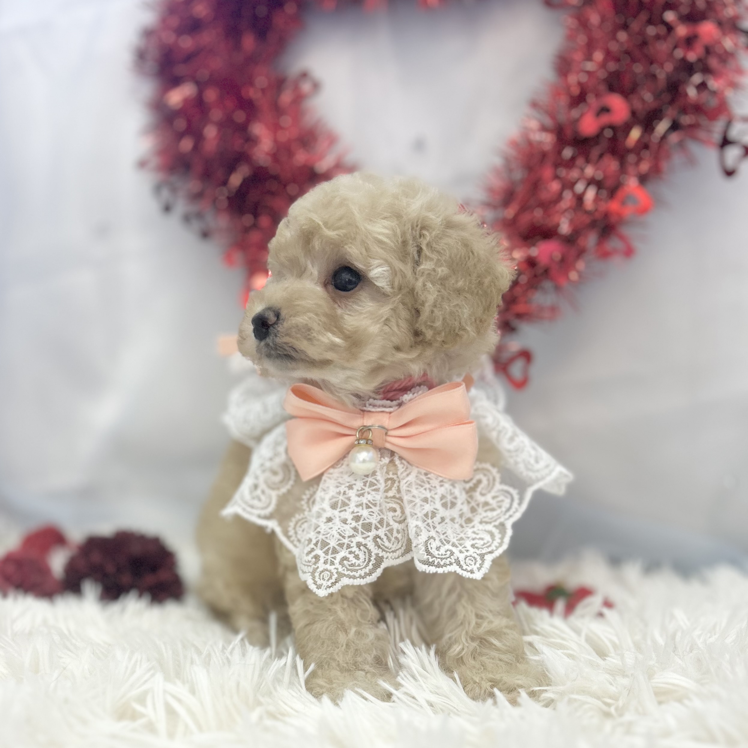 愛知県のトイプードル(トイ) (ファミリーペット豊明店/2026年1月7日生まれ/女の子/クリーム)の子猫の3枚目の画像