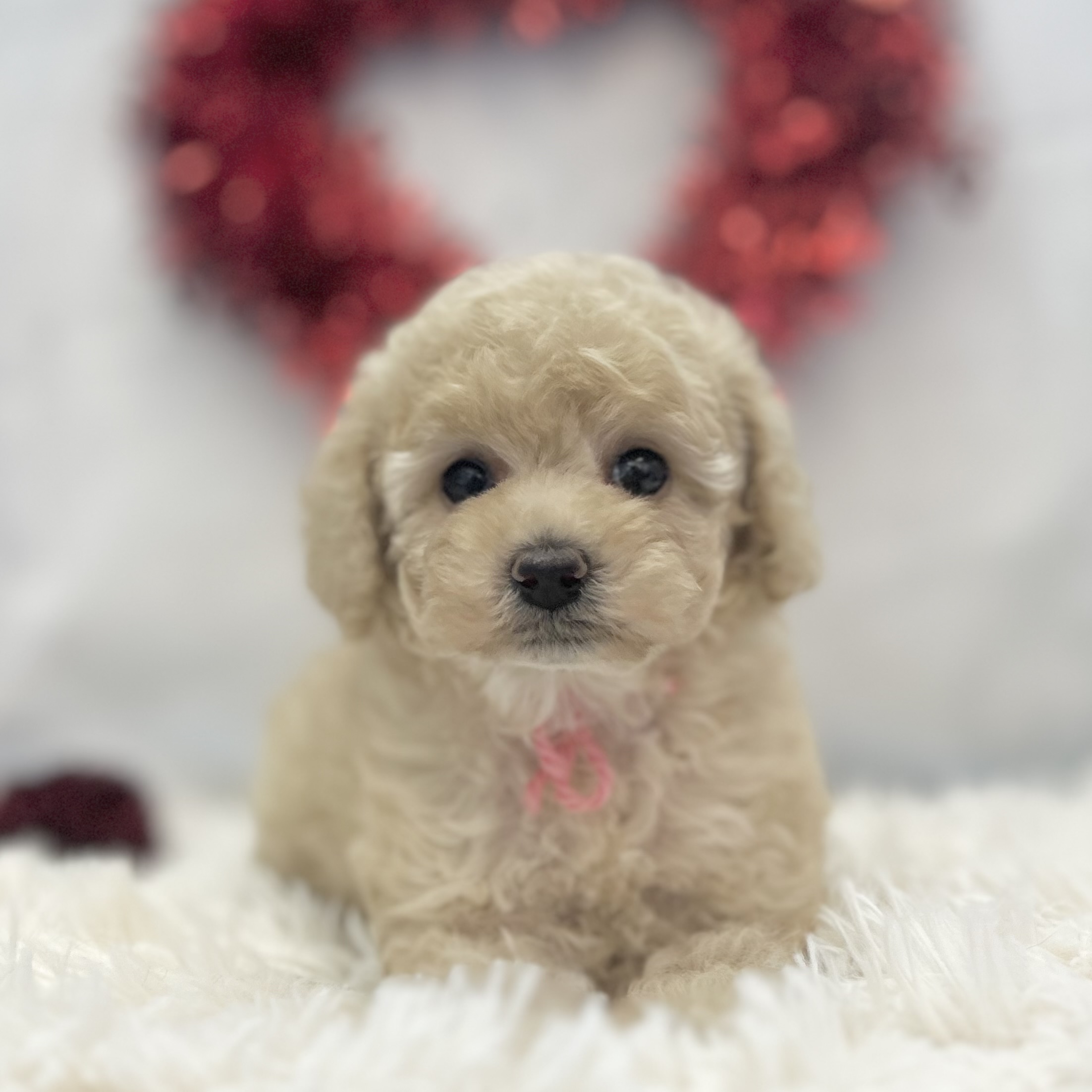 愛知県のトイプードル(トイ) (ファミリーペット豊明店/2026年1月7日生まれ/女の子/クリーム)の子猫の4枚目の画像