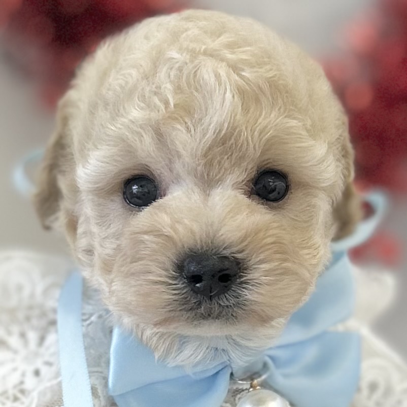2026年1月7日生まれのトイプードル(トイ)