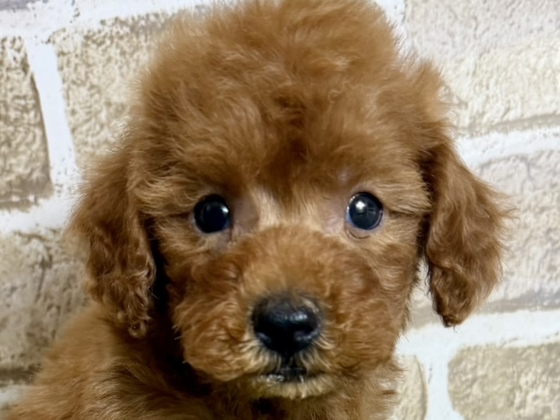 大阪府のトイプードル(トイ) (with 高槻店/2025年12月21日生まれ/男の子/レッド)の子猫の1枚目の画像