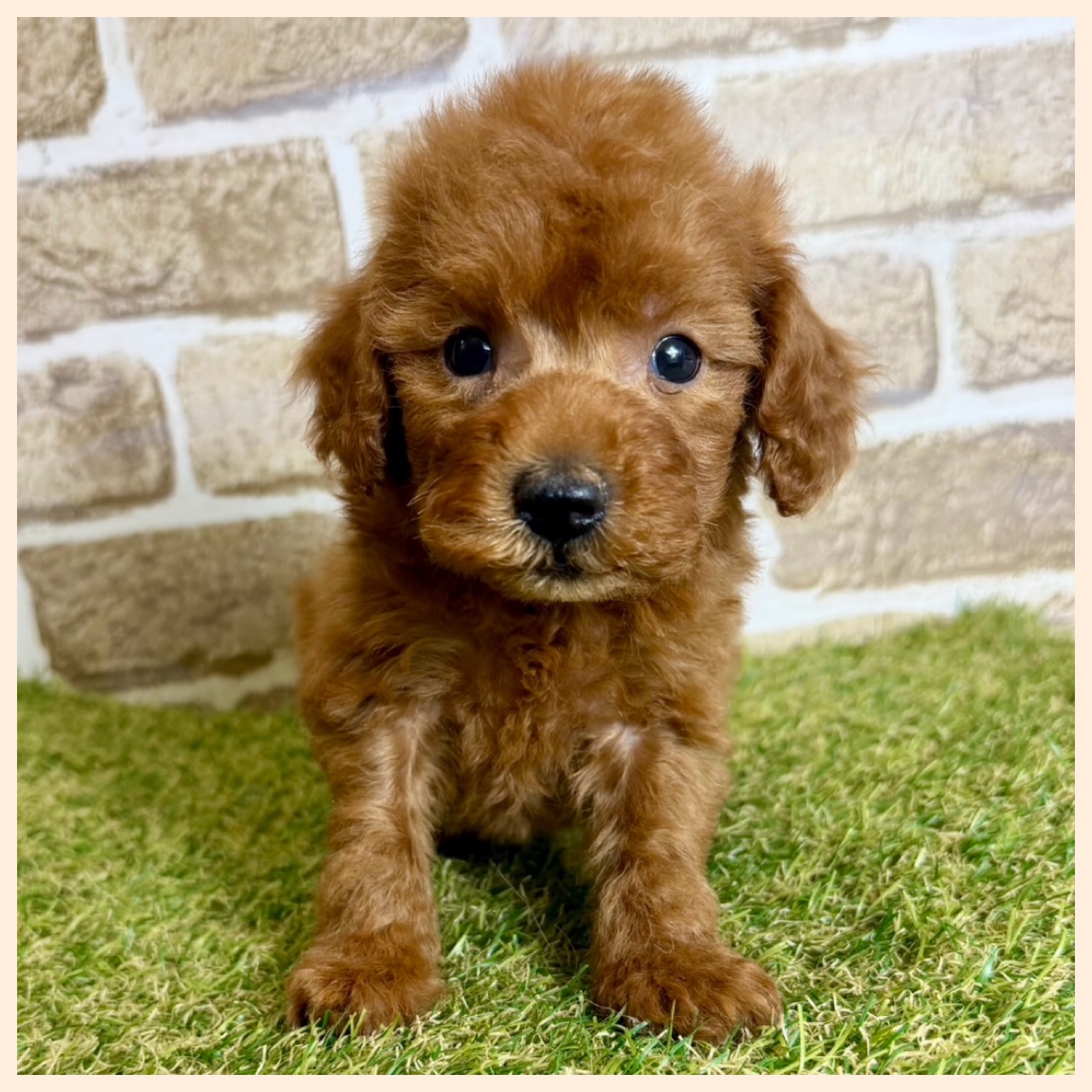 大阪府のトイプードル(トイ) (with 高槻店/2025年12月21日生まれ/男の子/レッド)の子猫の2枚目の画像