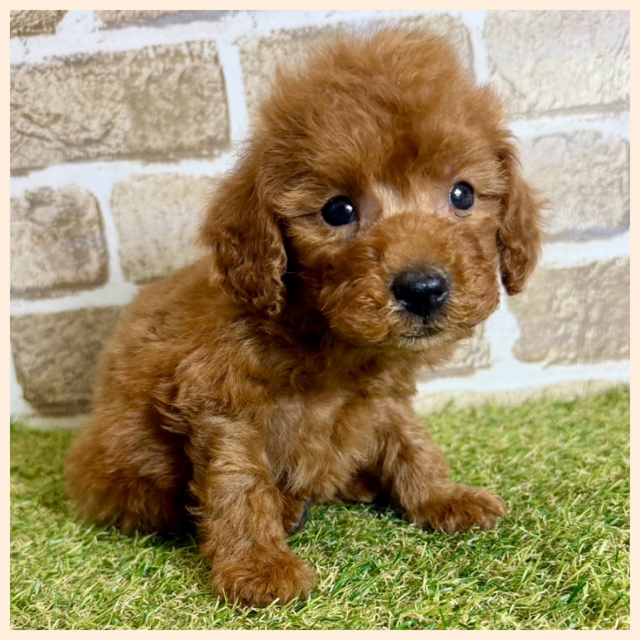 大阪府のトイプードル(トイ) (with 高槻店/2025年12月21日生まれ/男の子/レッド)の子猫の4枚目の画像