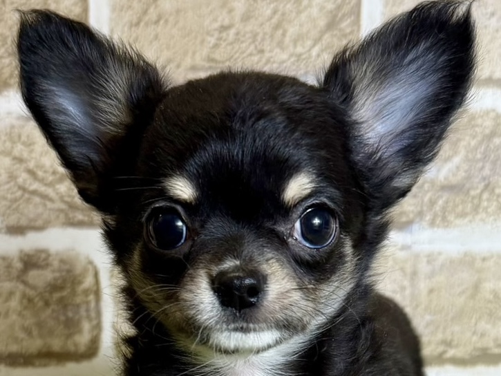 大阪府のチワワ(ロング) (with 高槻店/2025年12月19日生まれ/男の子/ブラックタン)の子猫の1枚目の画像