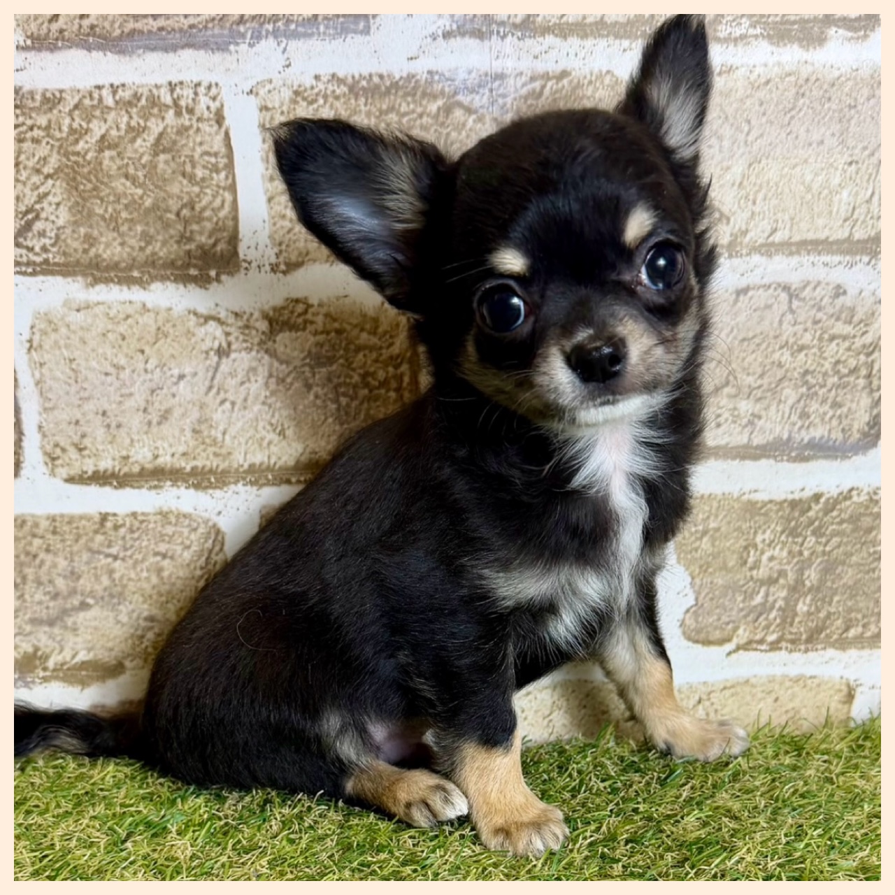 大阪府のチワワ(ロング) (with 高槻店/2025年12月19日生まれ/男の子/ブラックタン)の子猫の2枚目の画像