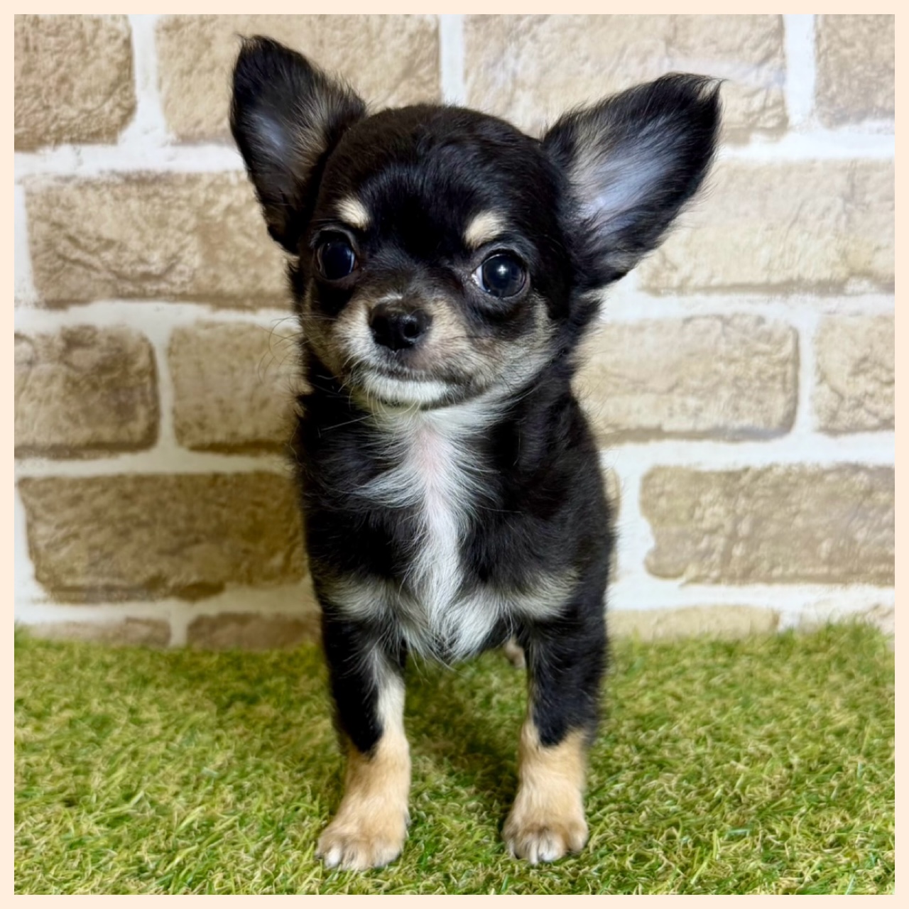 大阪府のチワワ(ロング) (with 高槻店/2025年12月19日生まれ/男の子/ブラックタン)の子猫の3枚目の画像