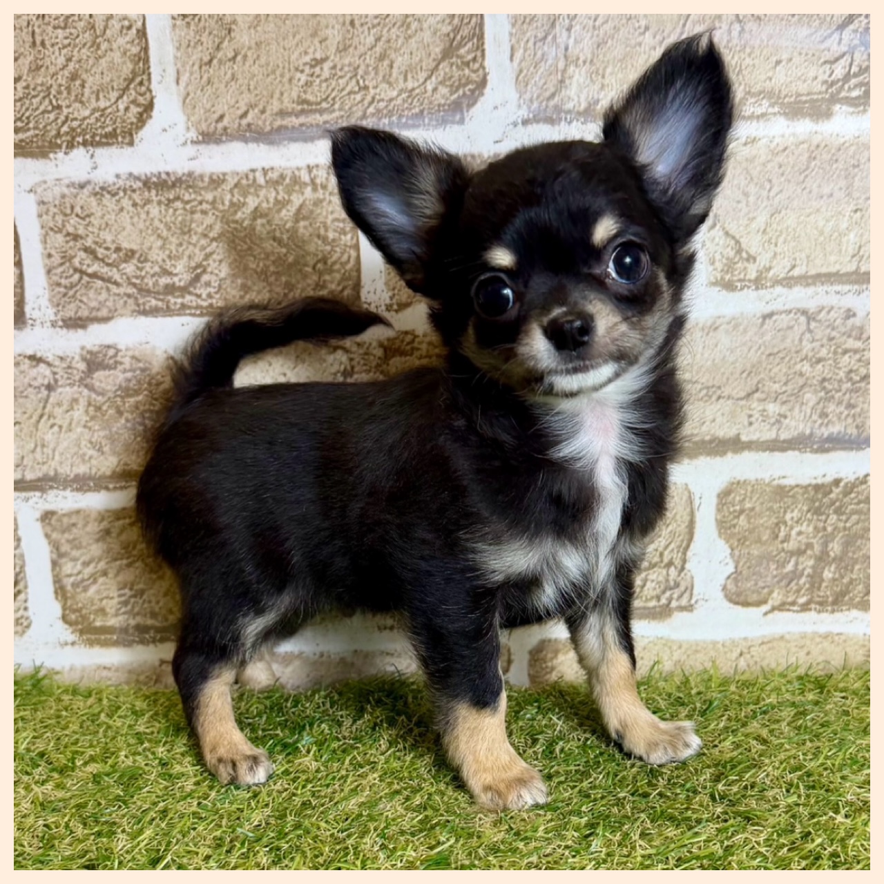 大阪府のチワワ(ロング) (with 高槻店/2025年12月19日生まれ/男の子/ブラックタン)の子猫の4枚目の画像