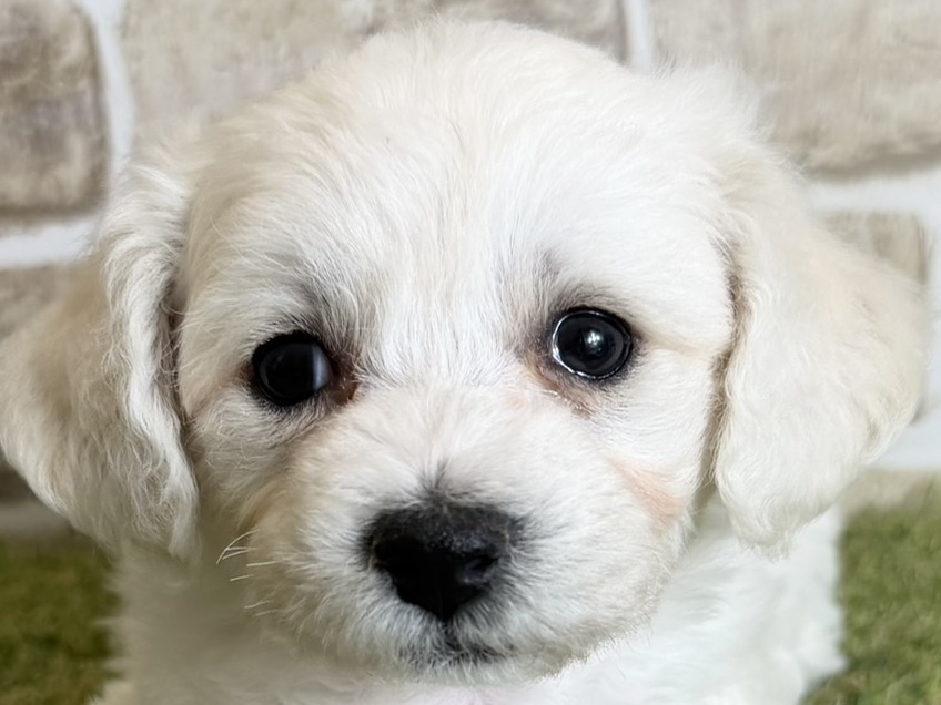 大阪府のビションフリーゼ (with 高槻店/2025年12月18日生まれ/女の子/ホワイト)の子猫の1枚目の画像