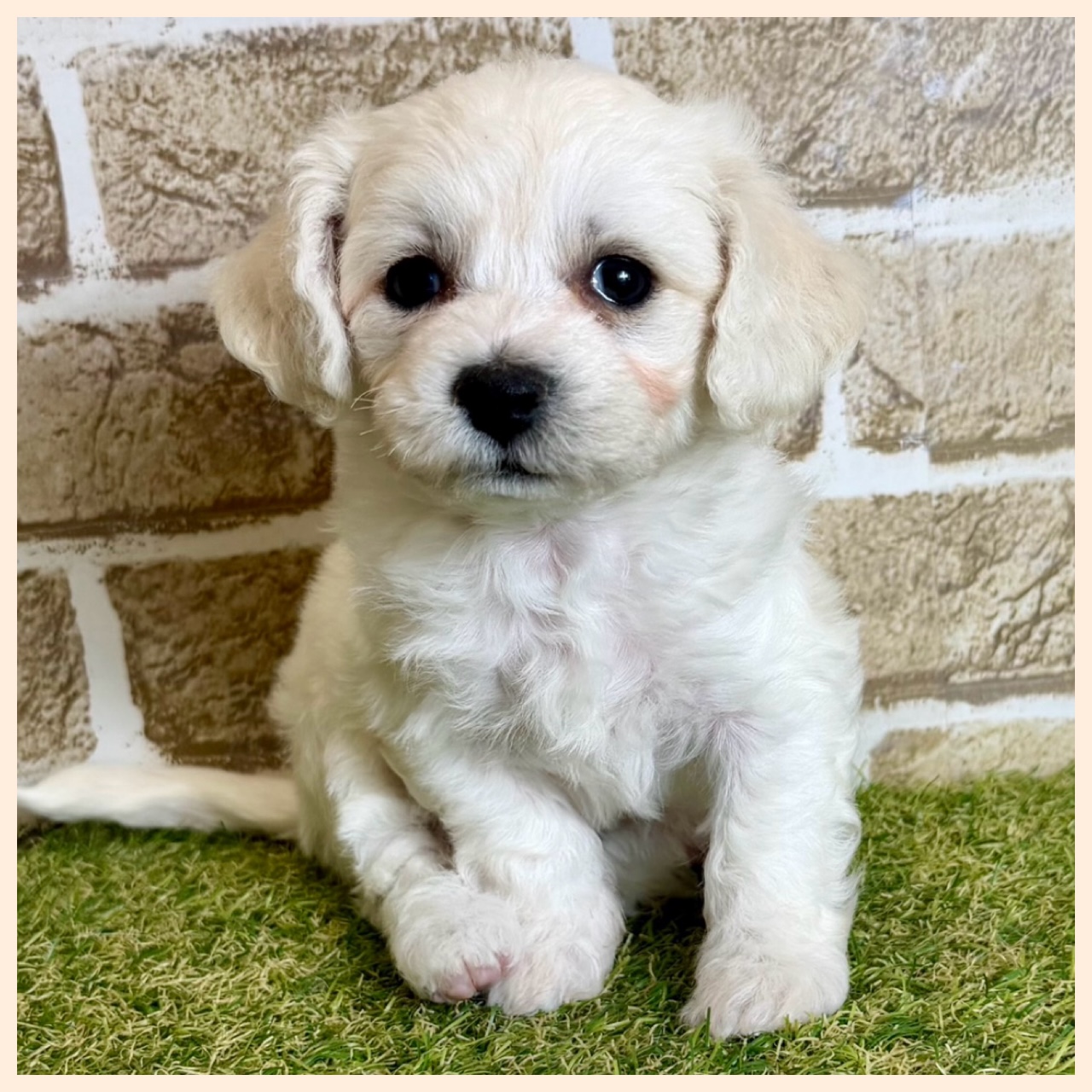 大阪府のビションフリーゼ (with 高槻店/2025年12月18日生まれ/女の子/ホワイト)の子猫の2枚目の画像