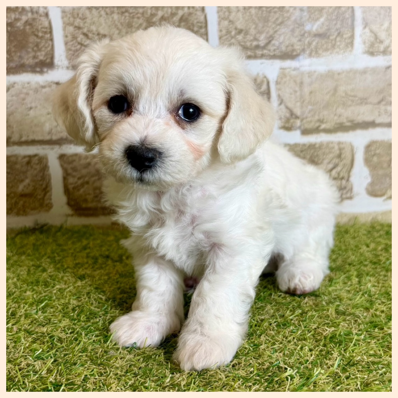 大阪府のビションフリーゼ (with 高槻店/2025年12月18日生まれ/女の子/ホワイト)の子猫の3枚目の画像