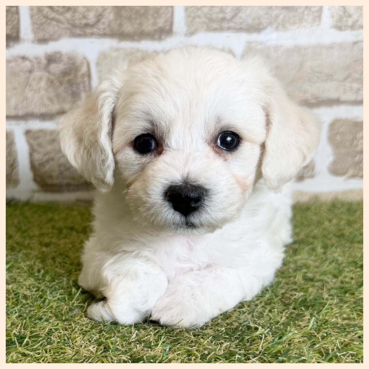 大阪府のビションフリーゼ (with 高槻店/2025年12月18日生まれ/女の子/ホワイト)の子猫の4枚目の画像