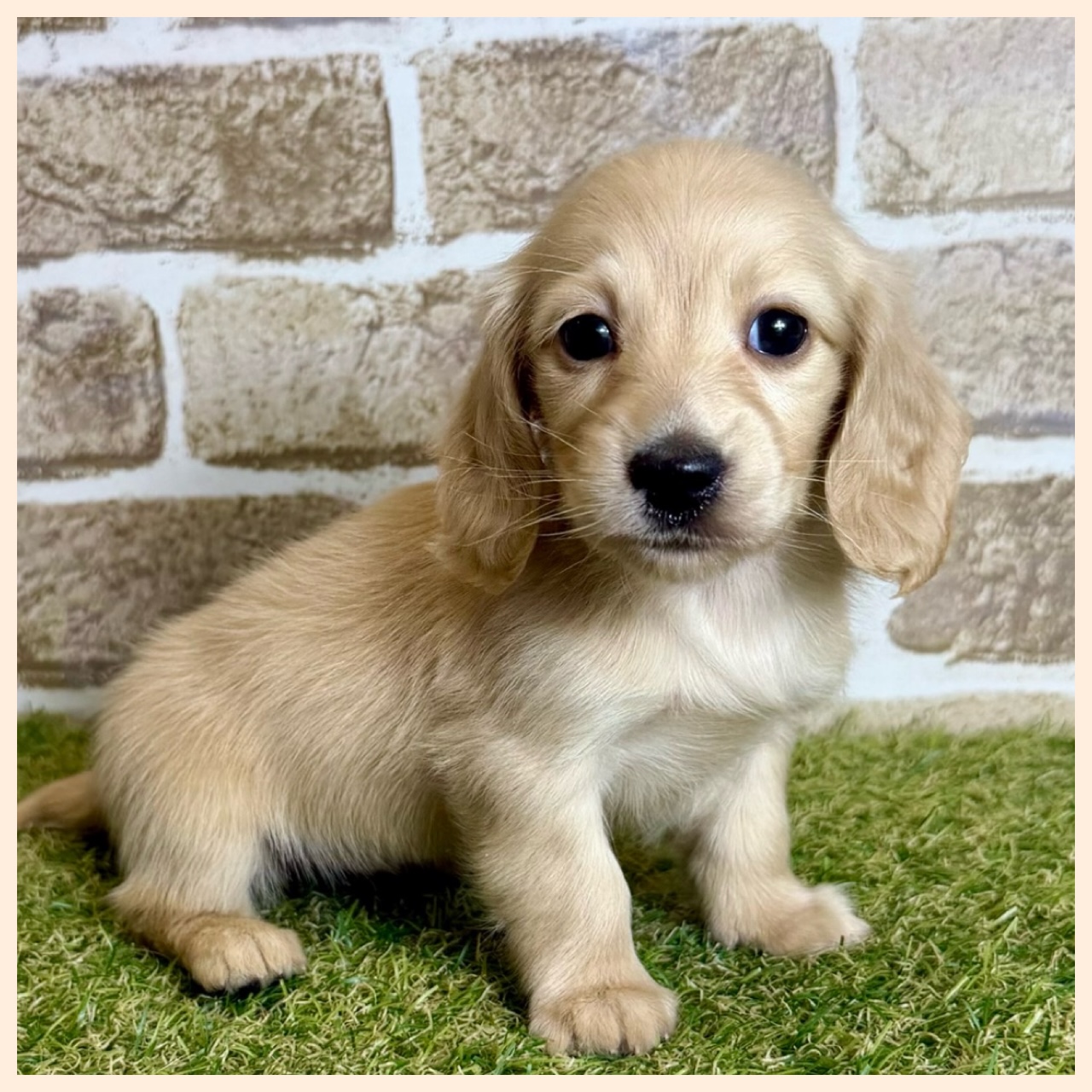 大阪府のミニチュアダックスフンド(ロング) (with 高槻店/2025年12月20日生まれ/女の子/イエロー)の子猫の2枚目の画像