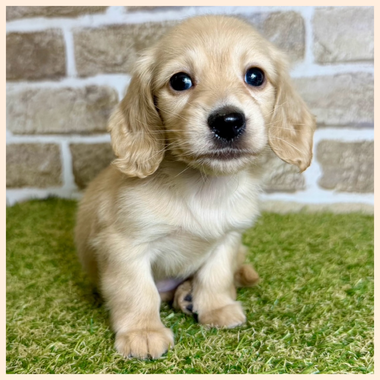 大阪府のミニチュアダックスフンド(ロング) (with 高槻店/2025年12月20日生まれ/女の子/イエロー)の子猫の3枚目の画像