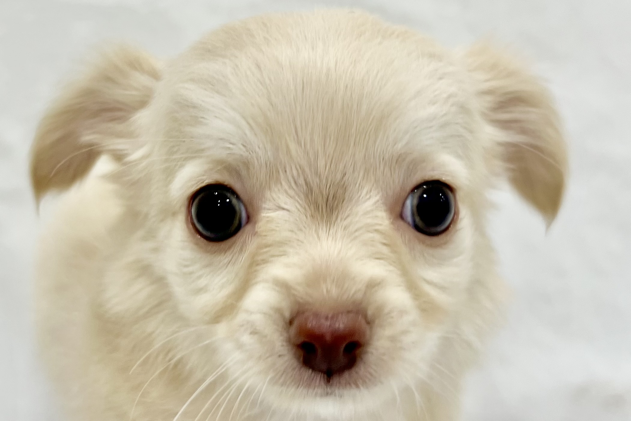 愛知県のチワワ(ロング) (リソラ大府店/2025年12月24日生まれ/女の子/クリーム)の子猫の1枚目の画像