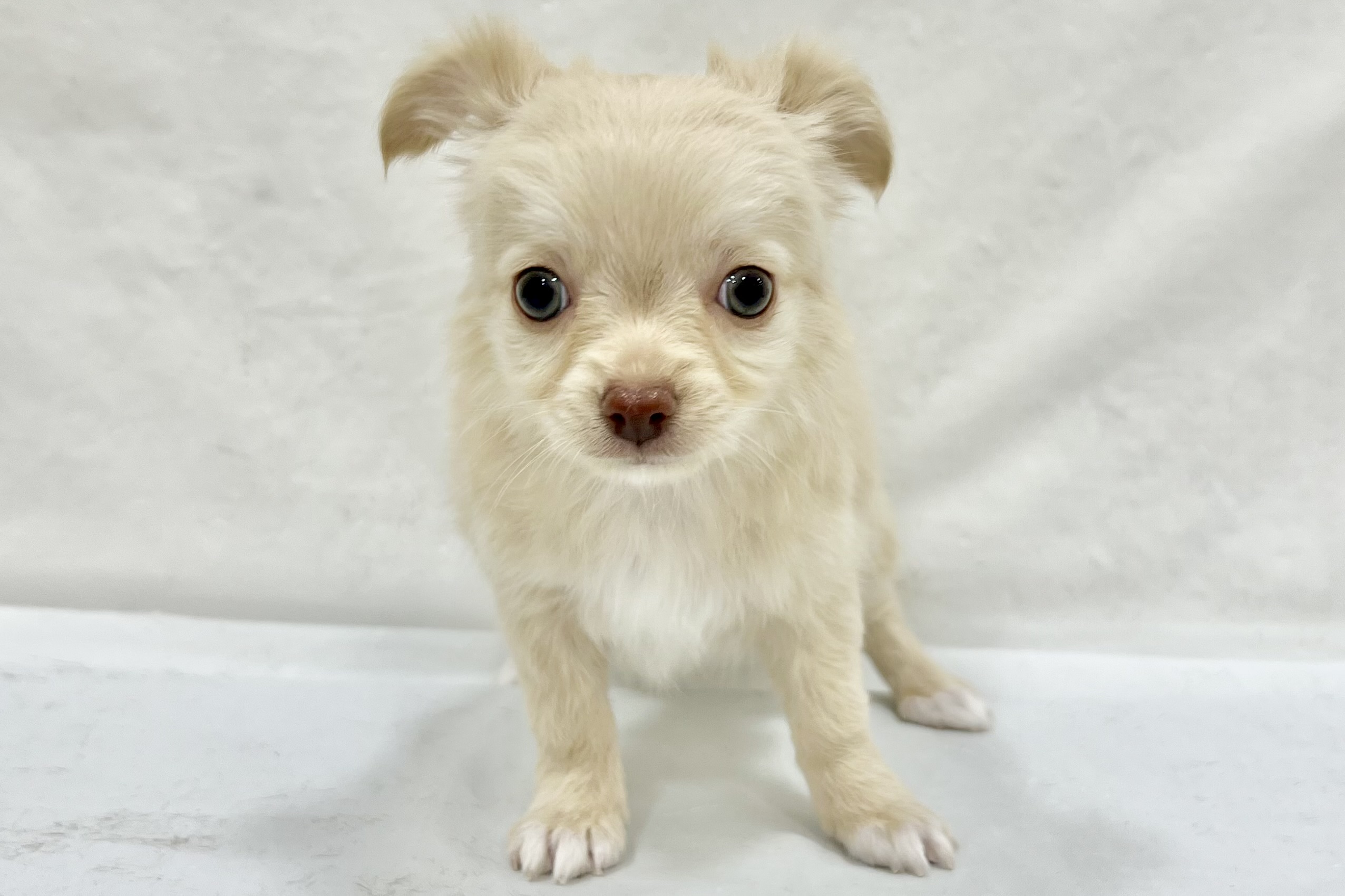 愛知県のチワワ(ロング) (リソラ大府店/2025年12月24日生まれ/女の子/クリーム)の子猫の2枚目の画像