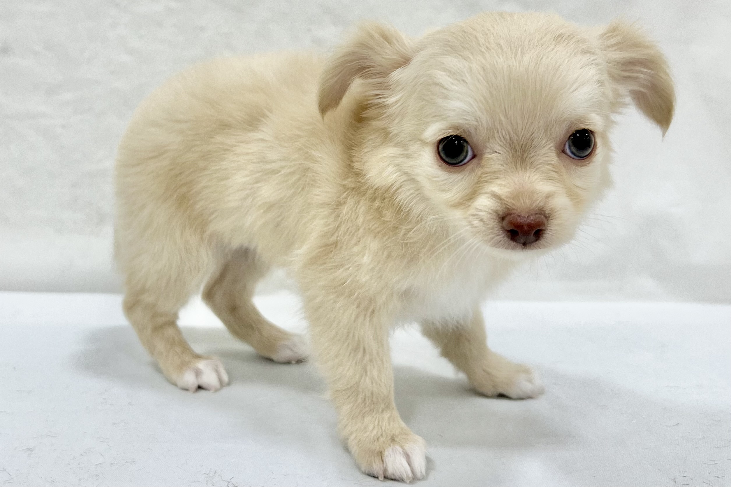 愛知県のチワワ(ロング) (リソラ大府店/2025年12月24日生まれ/女の子/クリーム)の子猫の3枚目の画像