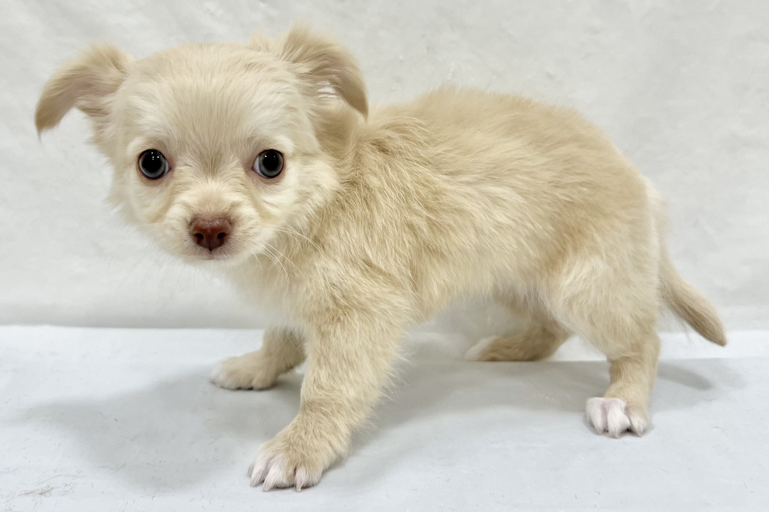 愛知県のチワワ(ロング) (リソラ大府店/2025年12月24日生まれ/女の子/クリーム)の子猫の4枚目の画像